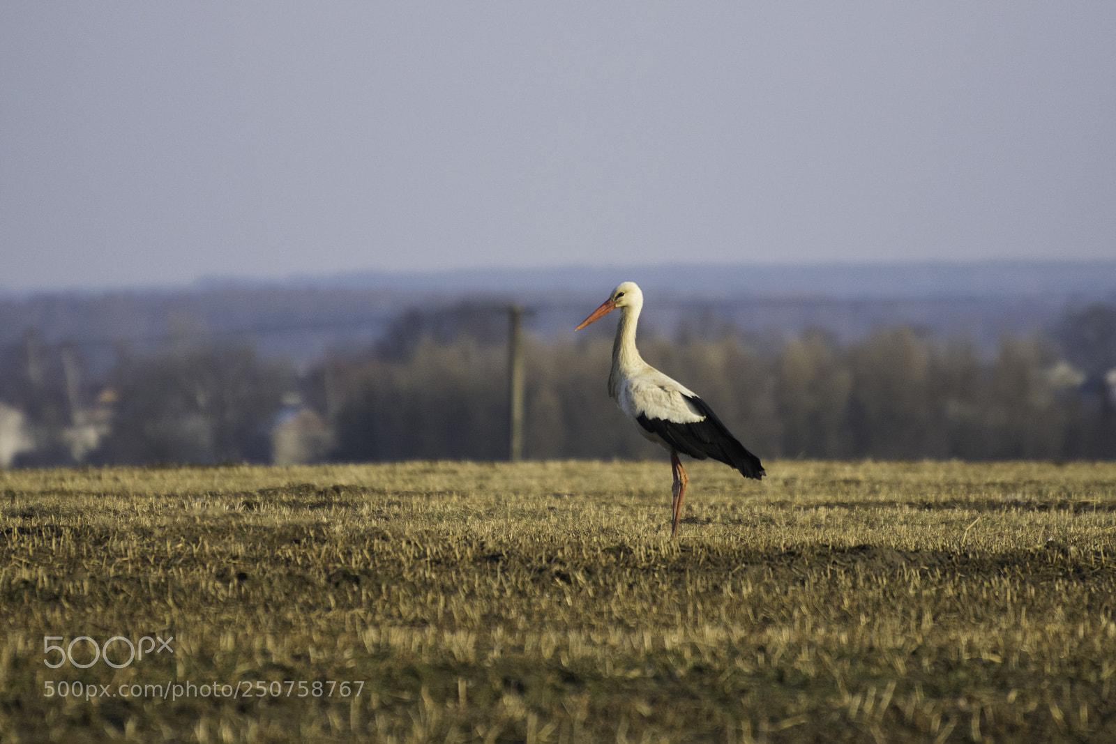 Nikon D5300 sample photo. Stork photography