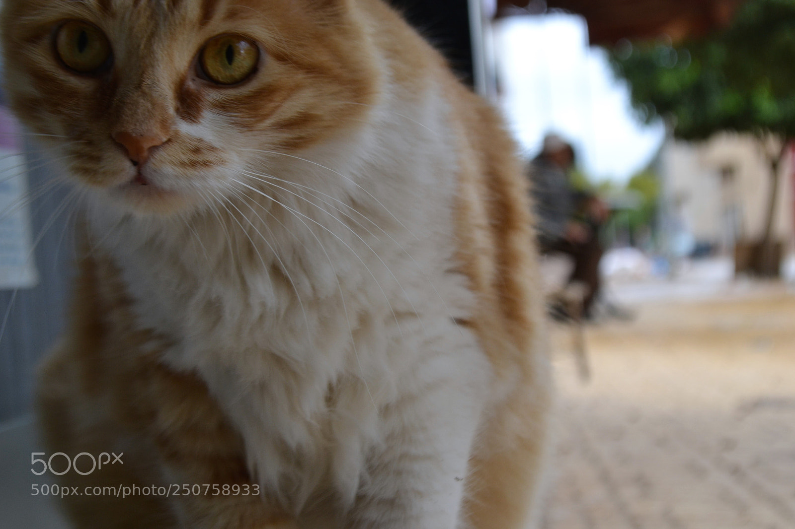 Nikon D3100 sample photo. Minsbahocondesocrates photography
