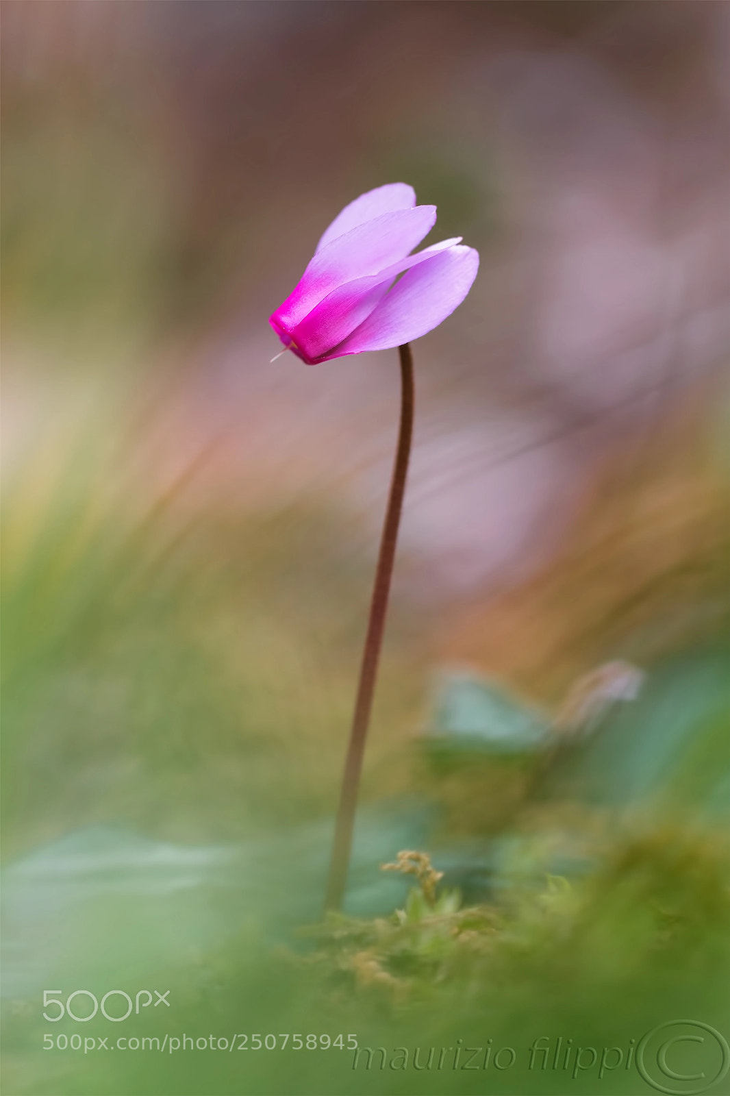 Canon EOS 70D sample photo. Ciclamino selvatico photography