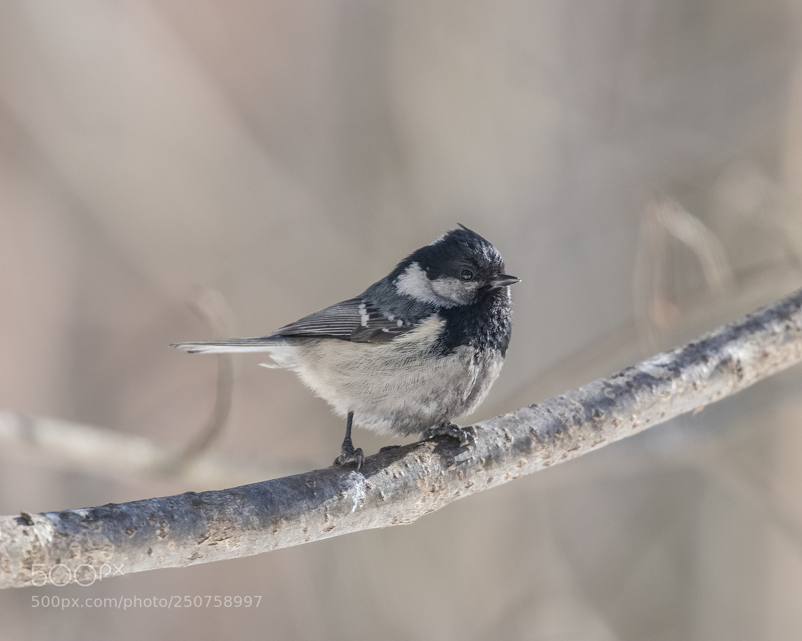 Canon EOS 80D sample photo. Periparus ater photography
