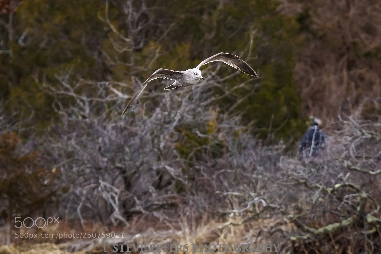 Sony SLT-A77 sample photo. Seagull photography