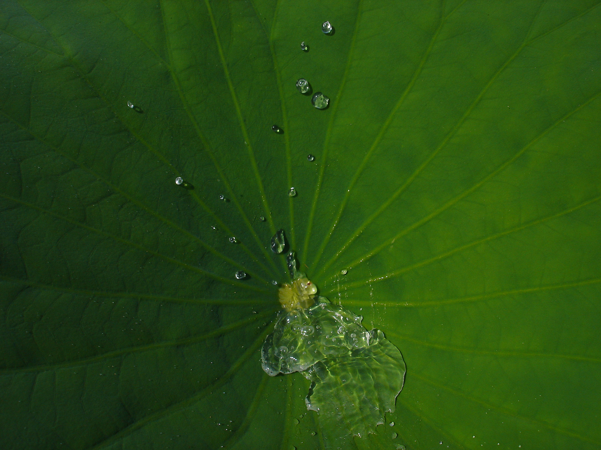 Sony DSC-W1 sample photo. Lotus & water photography