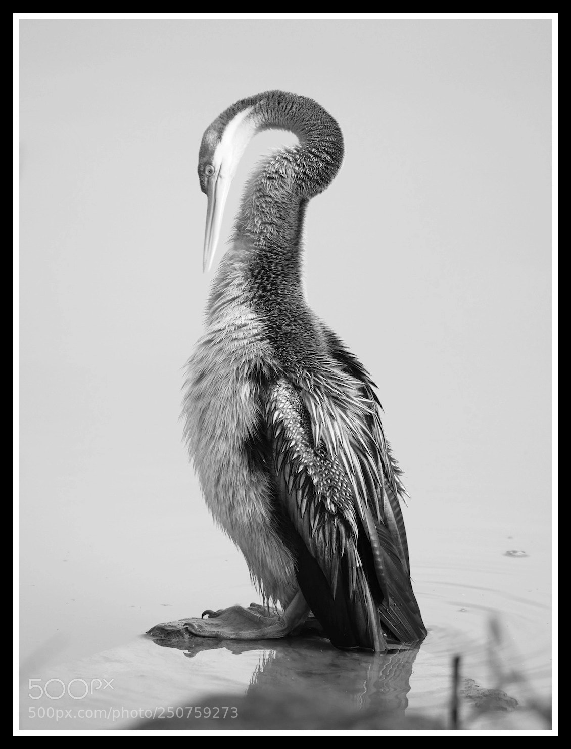 Panasonic Lumix DMC-GH4 sample photo. Australian darter photography