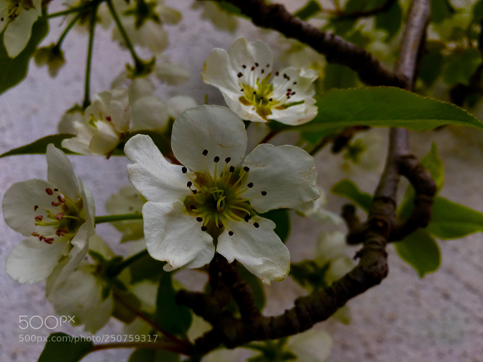 Apple iPhone 6s Plus sample photo. Untitled photography