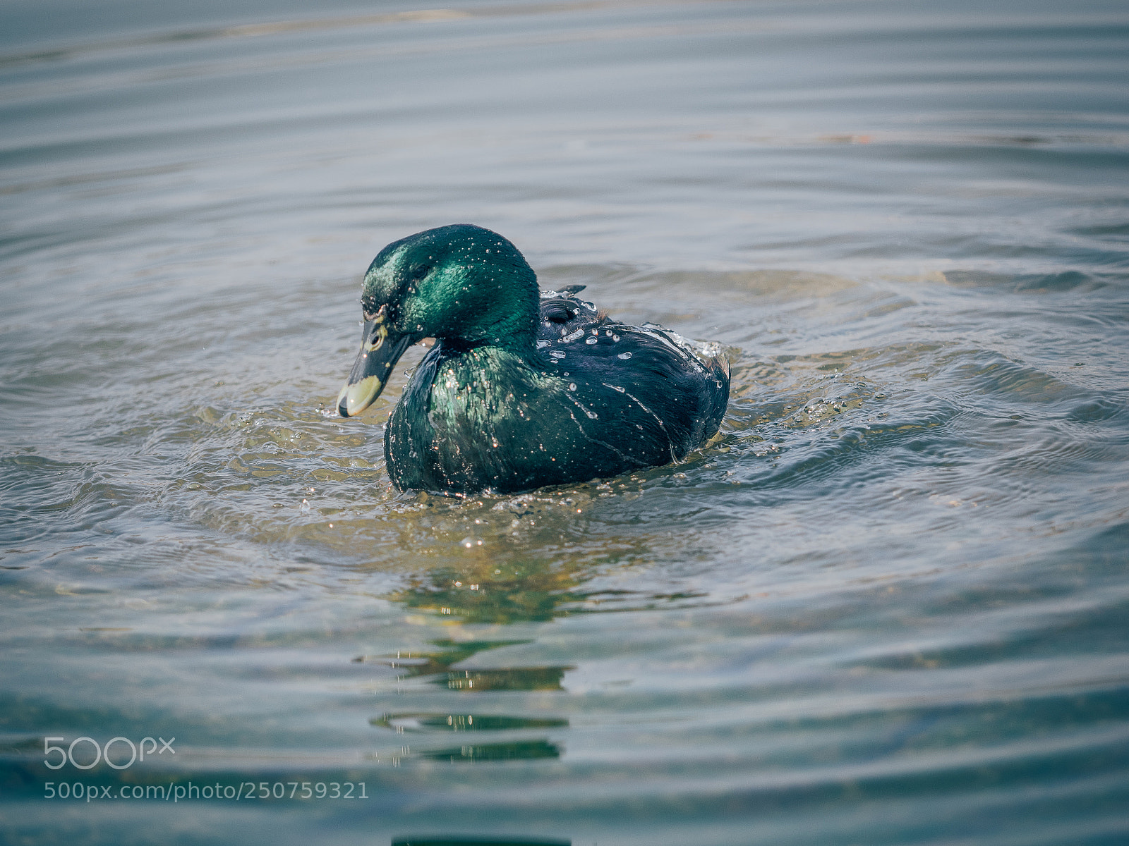 Olympus OM-D E-M1 sample photo. Black duck 2 photography