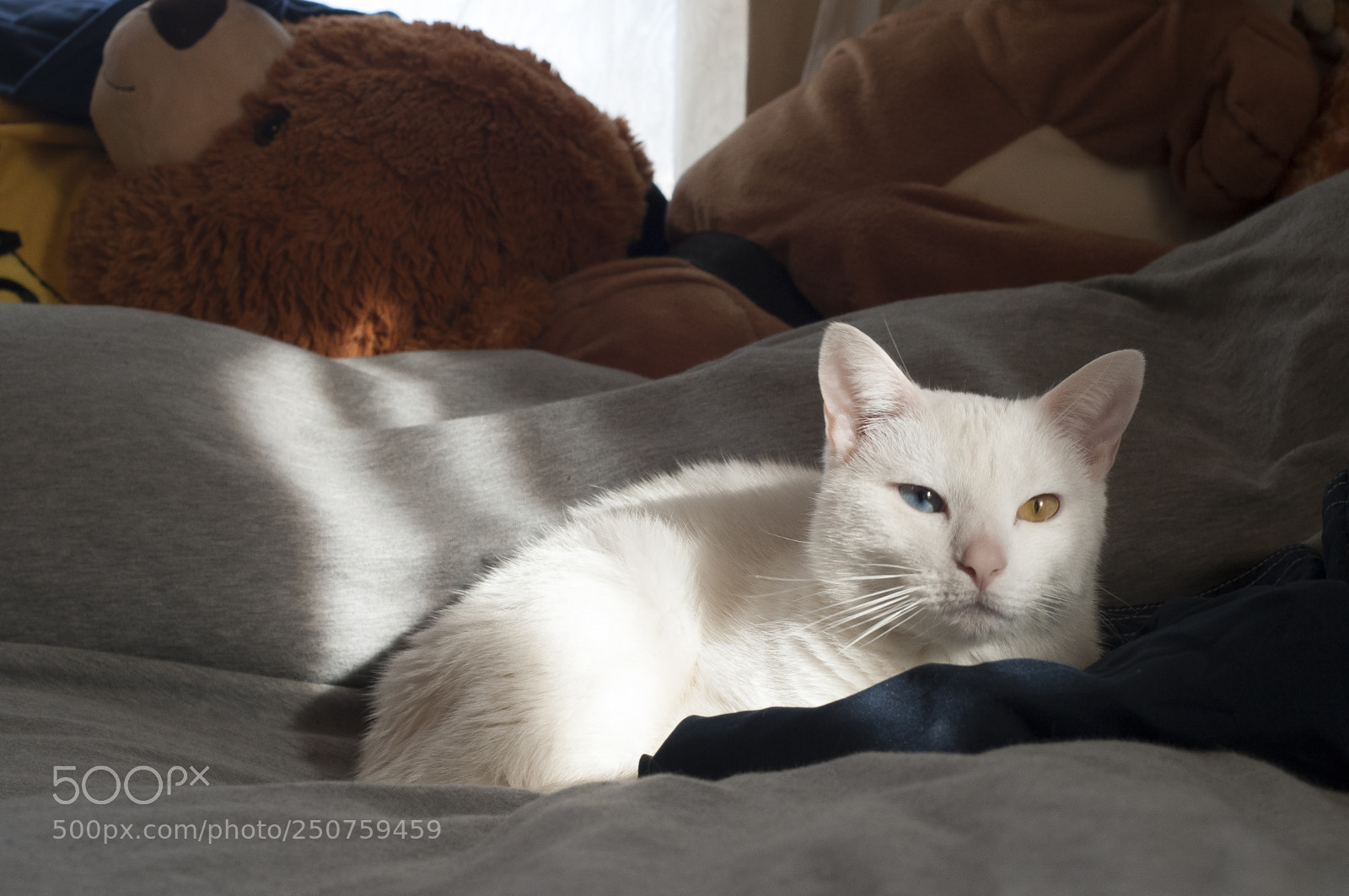 Nikon D300 sample photo. Sweets photography