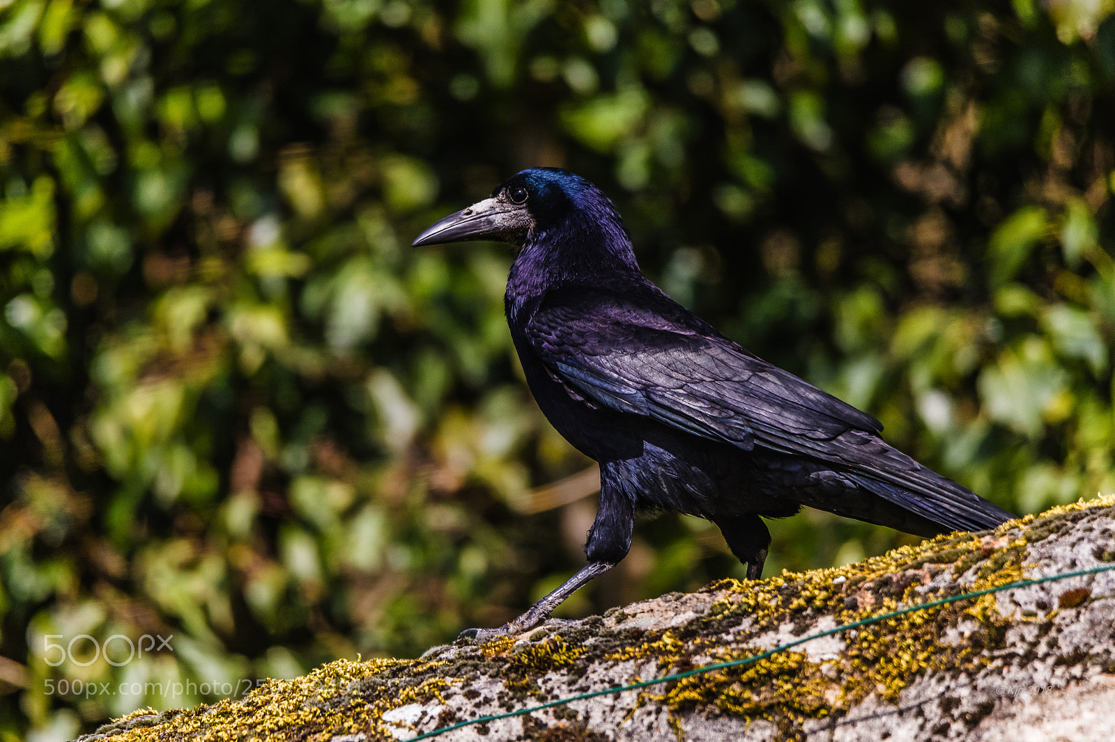 Nikon D850 sample photo. A photography