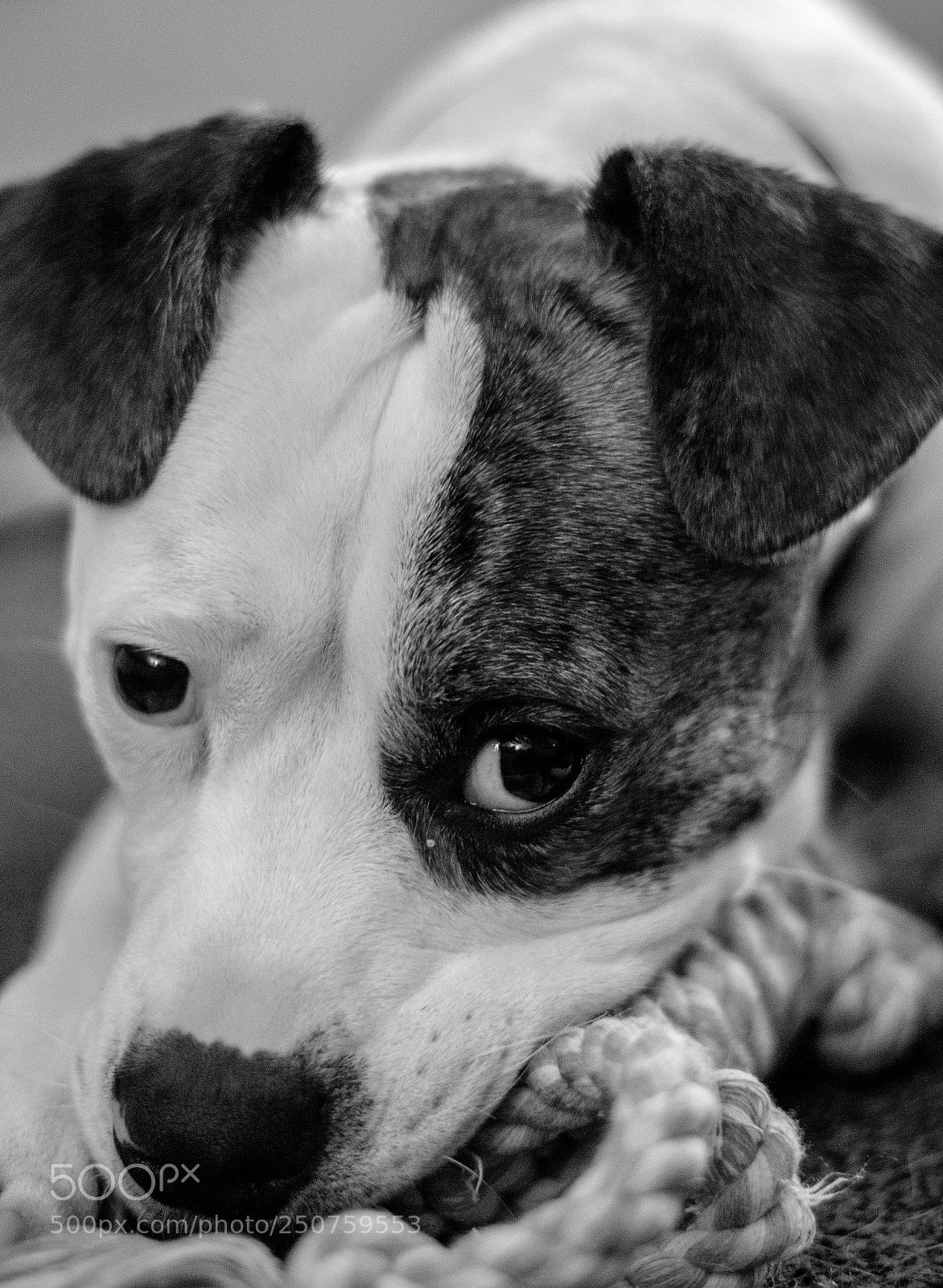 Nikon D3300 sample photo. Playtime with marley photography