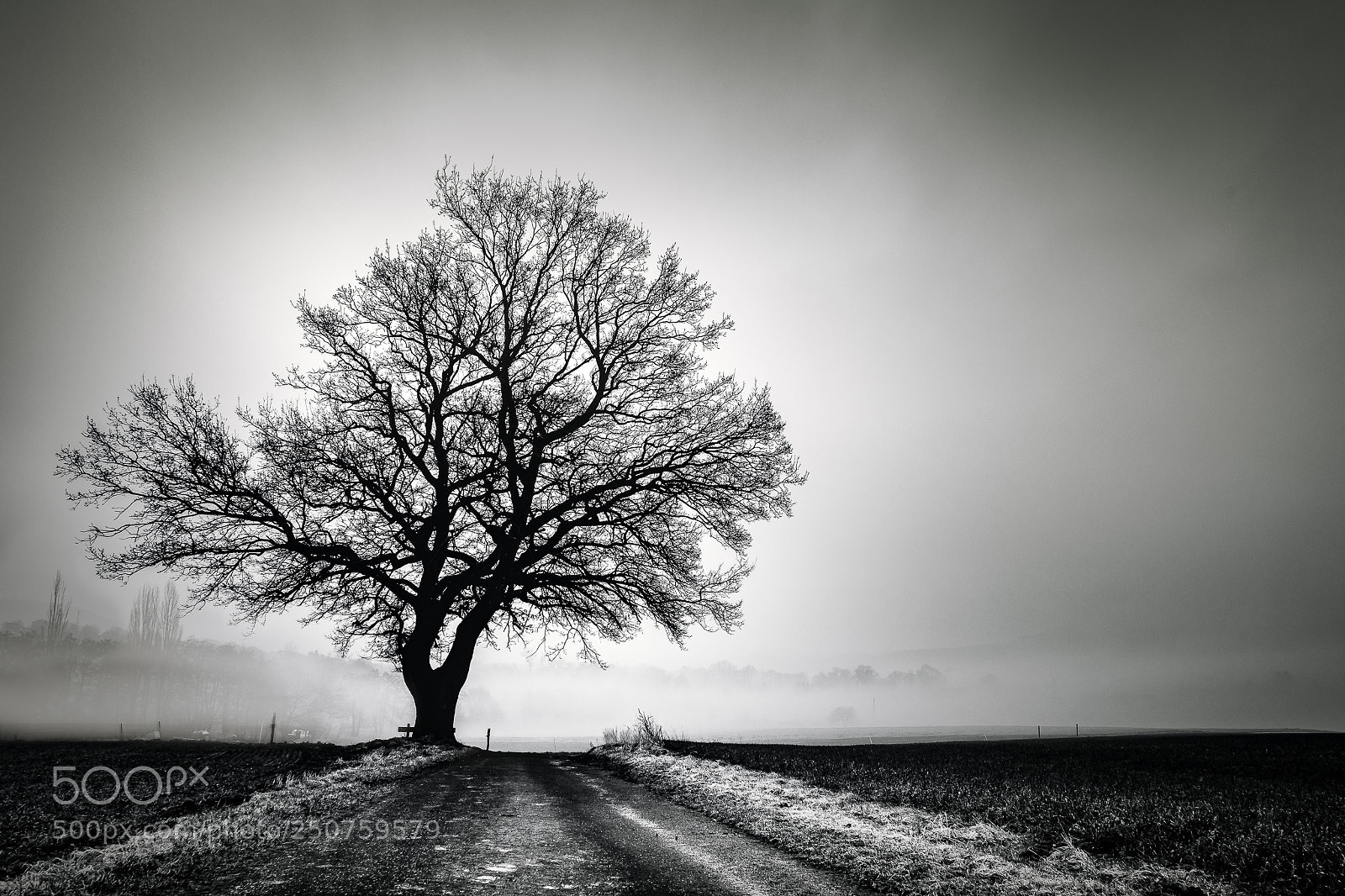 Nikon D5500 sample photo. One way one tree photography