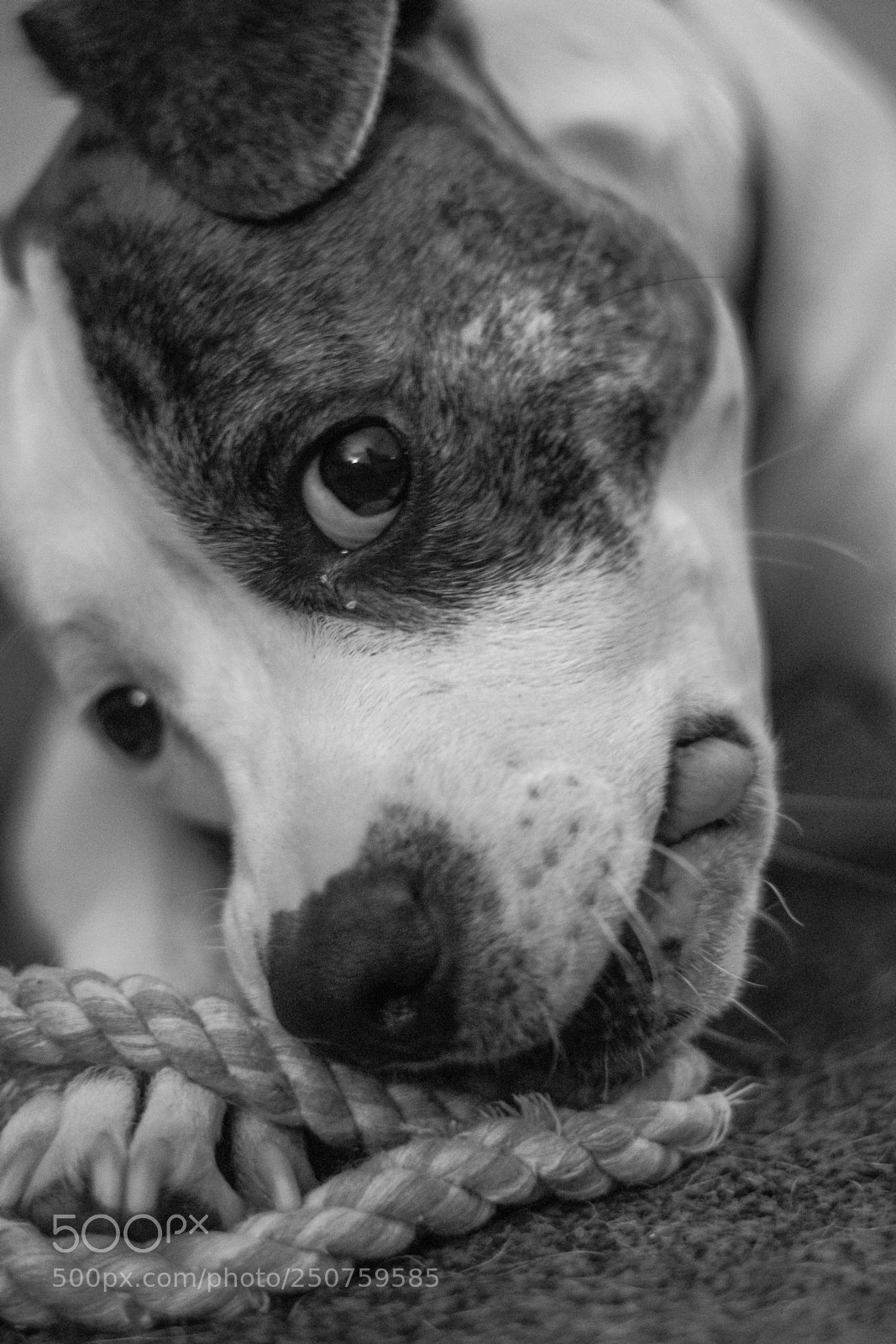 Nikon D3300 sample photo. Playtime with marley photography