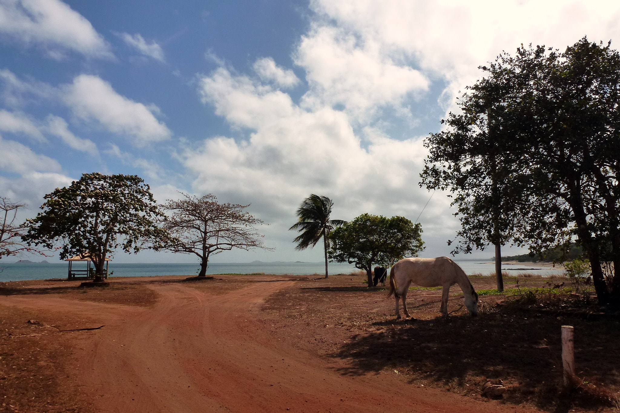 Leica V-Lux 30 / Panasonic Lumix DMC-TZ22 sample photo. Wild horse photography