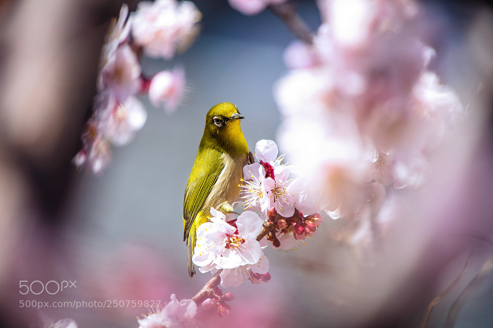 Canon EOS 5DS R sample photo. Mejiro photography