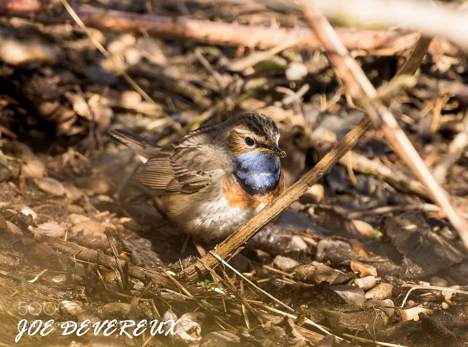 Canon EOS 7D Mark II sample photo. White spotted bluethroat photography