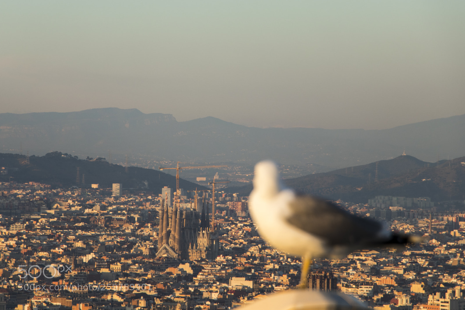 Canon EOS 80D sample photo. Bird watching over sagrada photography