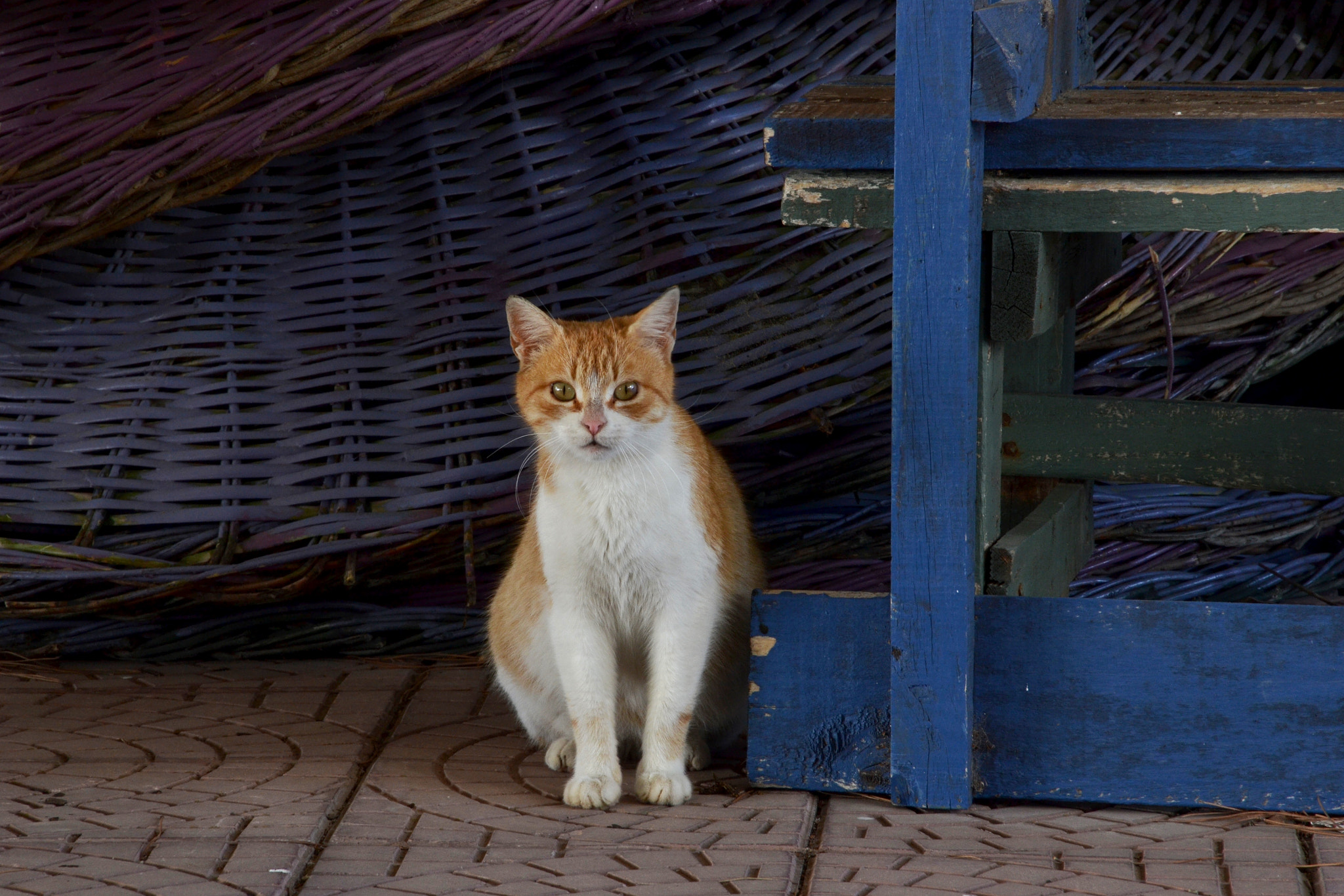 Nikon D3100 sample photo. Watchful photography