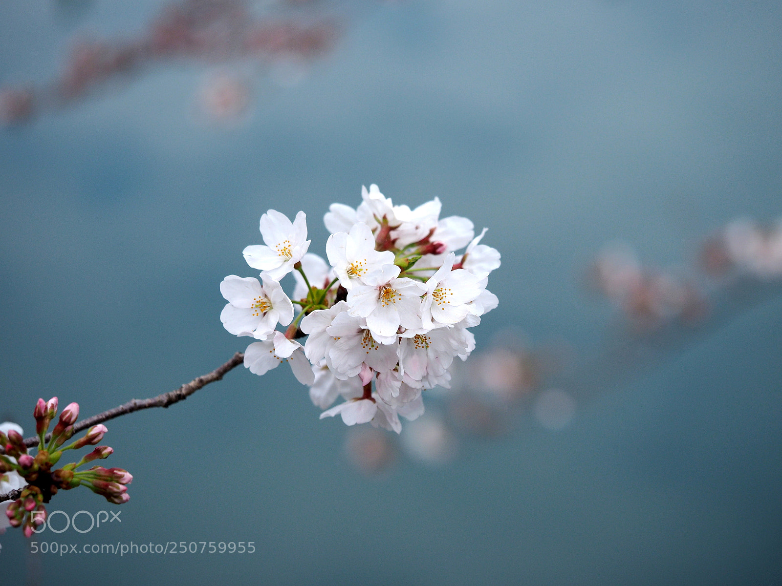 Olympus OM-D E-M1 sample photo. Full bloom photography