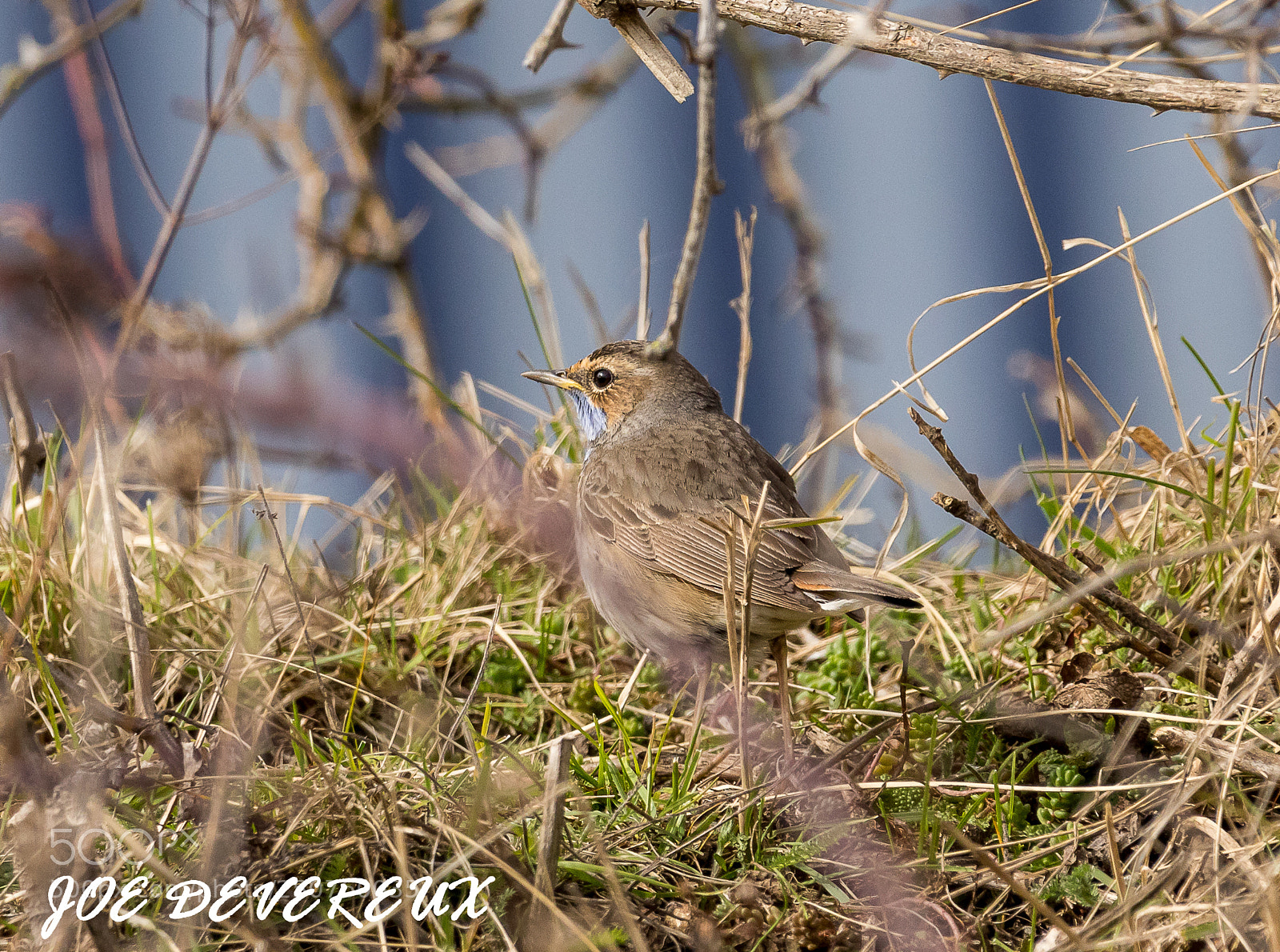 Canon EOS 7D Mark II sample photo. White spotted bluethroat photography