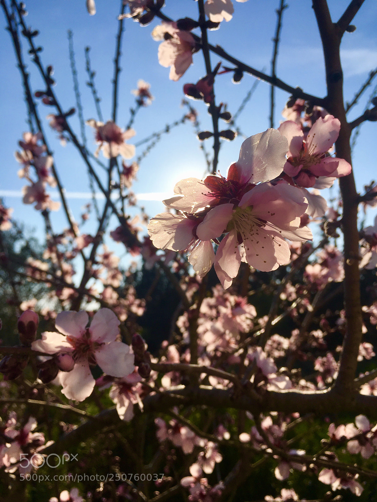 Apple iPhone SE sample photo. Untitled photography