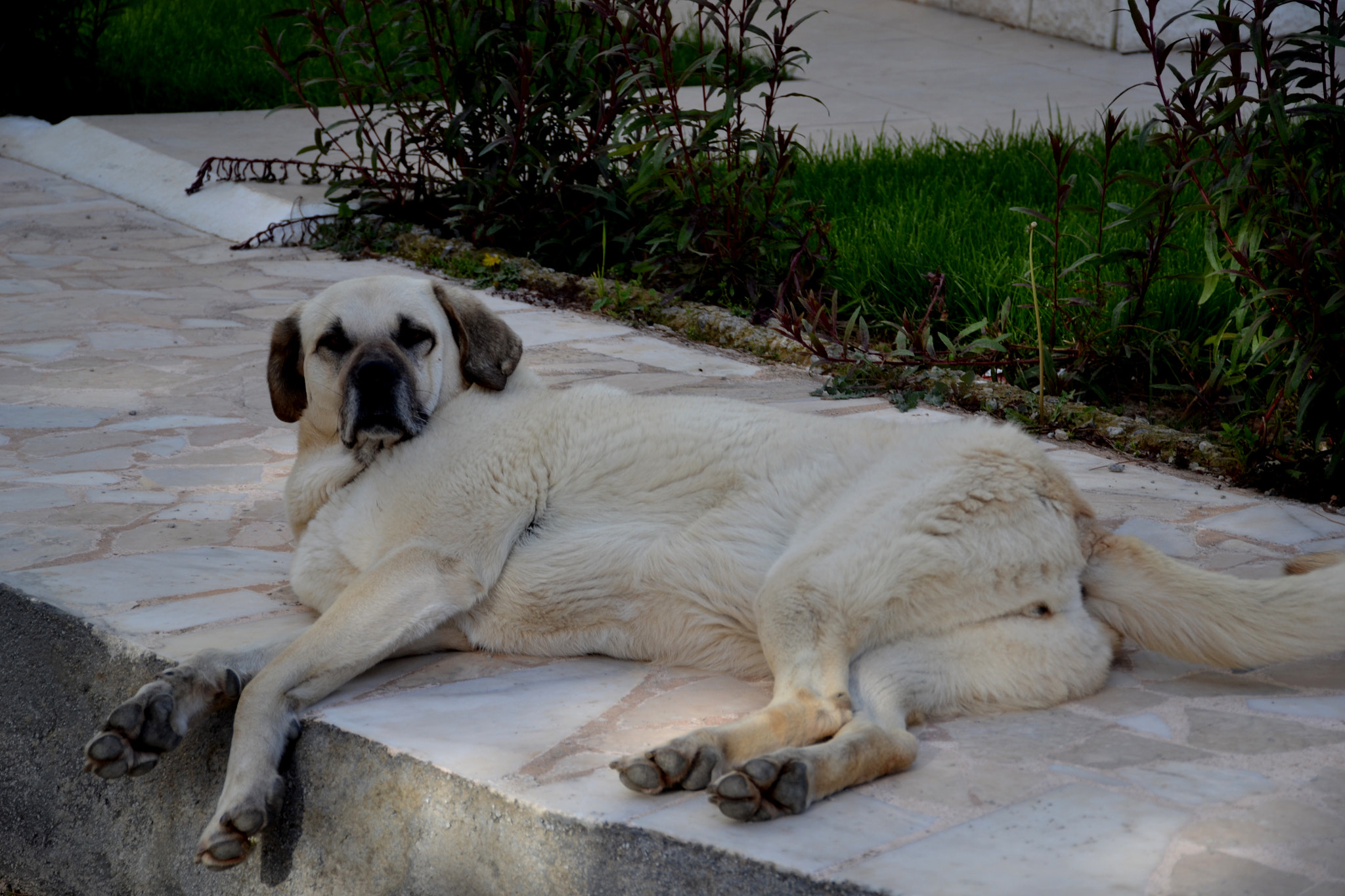 Nikon D3100 sample photo. King photography