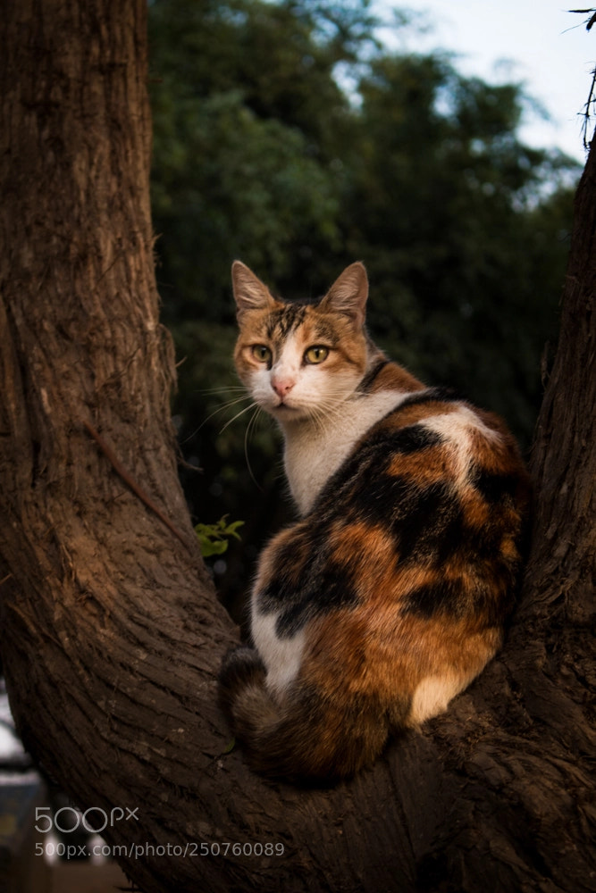 Canon EOS 70D sample photo. Ajeno photography