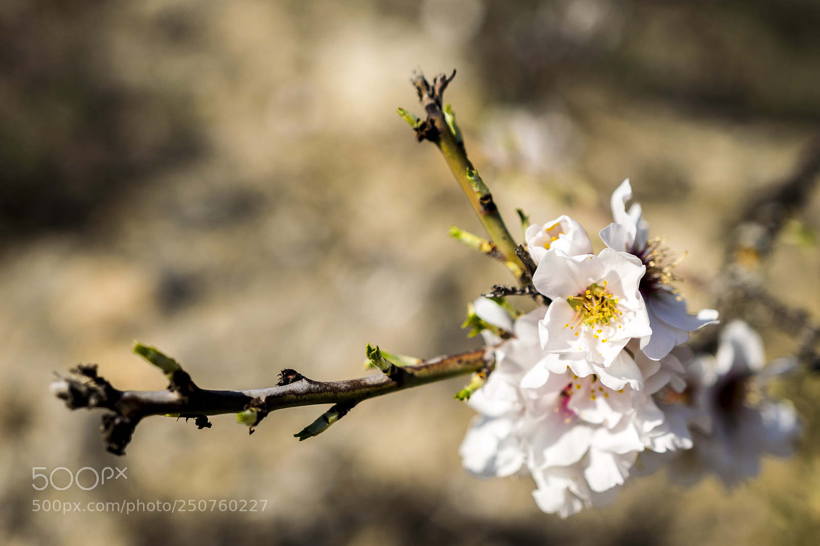 Nikon D5300 sample photo. Almendro photography