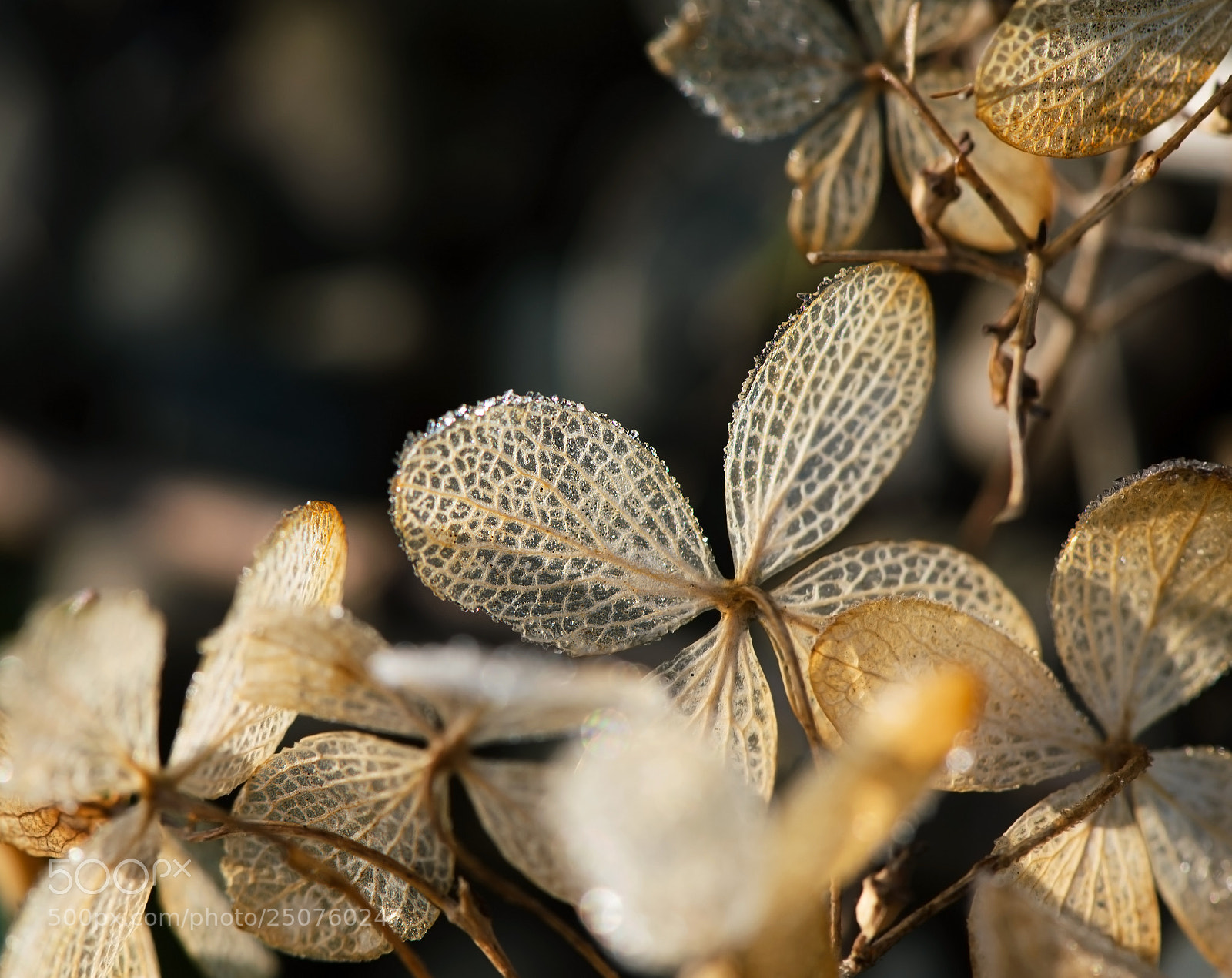 Nikon D800 sample photo. Transperancy photography