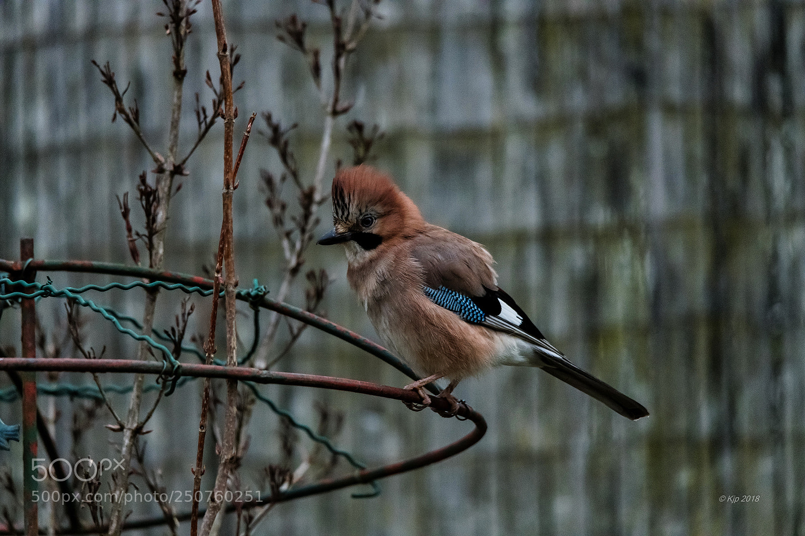 Nikon D850 sample photo. 8a1_1734_0.jpg photography