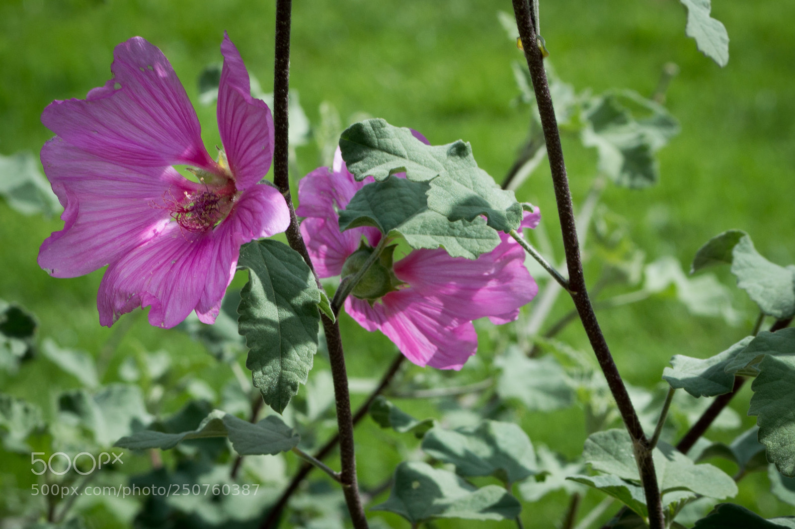Nikon D3200 sample photo. Purple flower photography