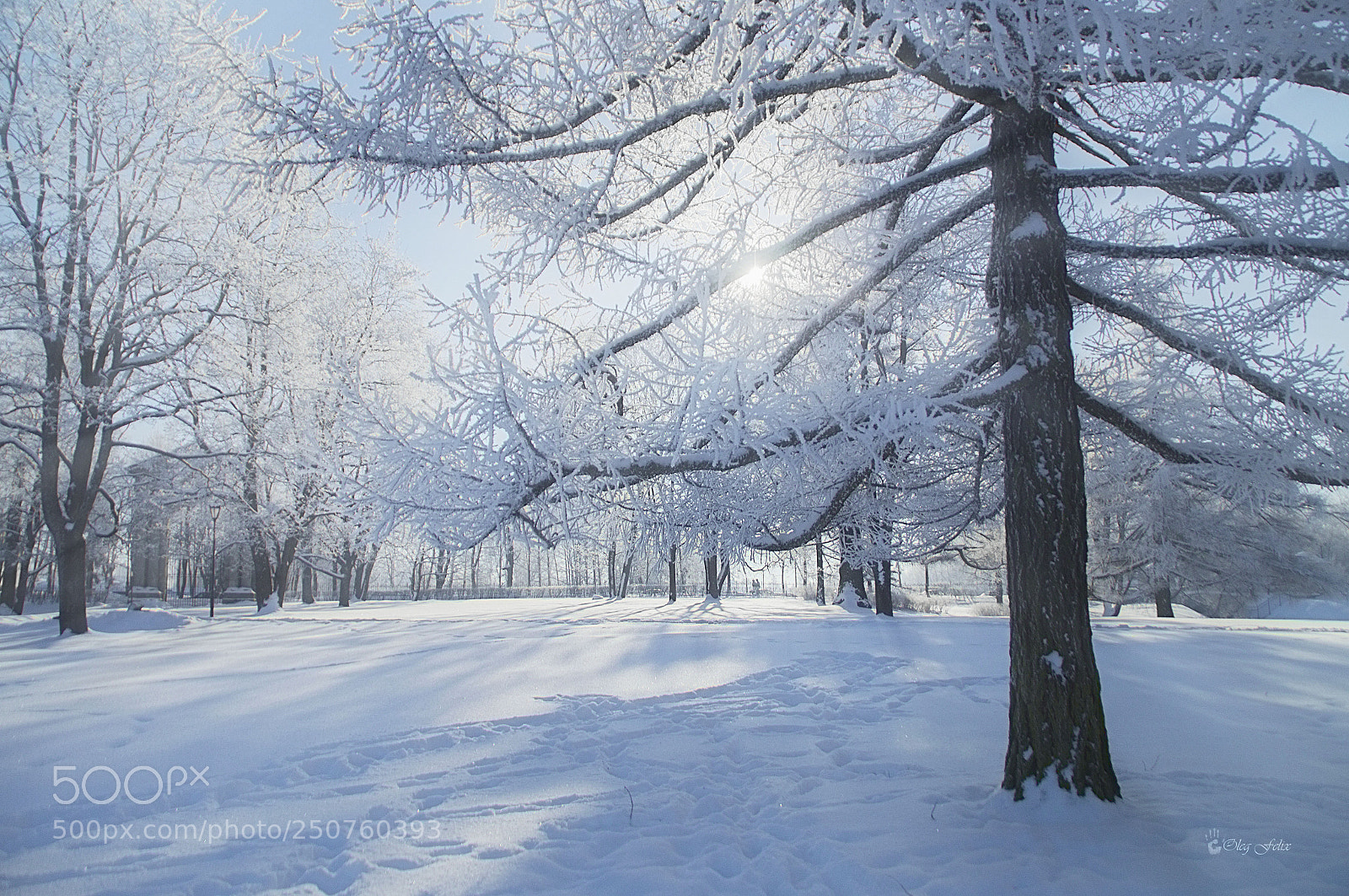 Sony SLT-A37 sample photo. It's march already... photography