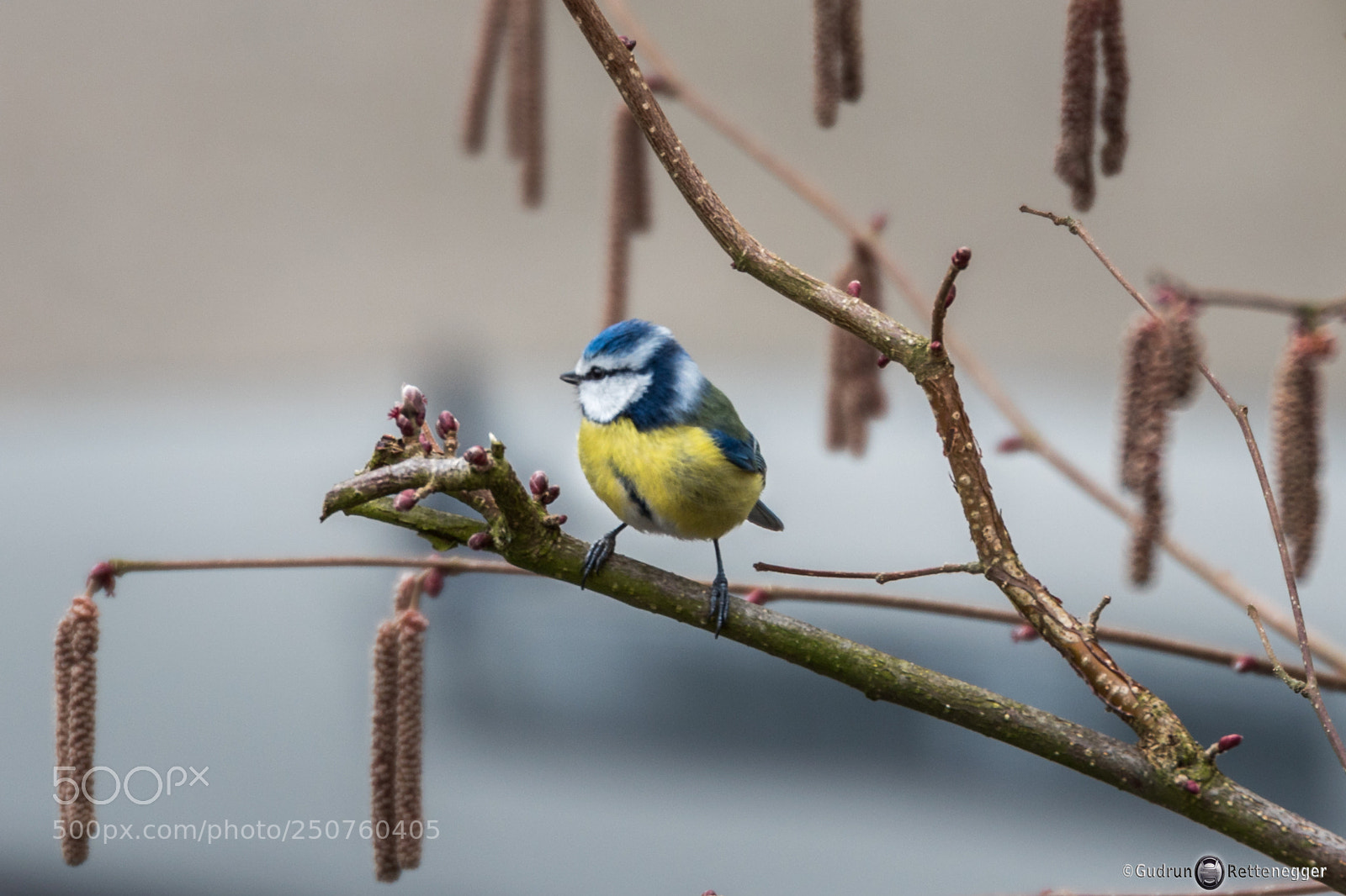 Nikon D5500 sample photo. Blaumeise photography