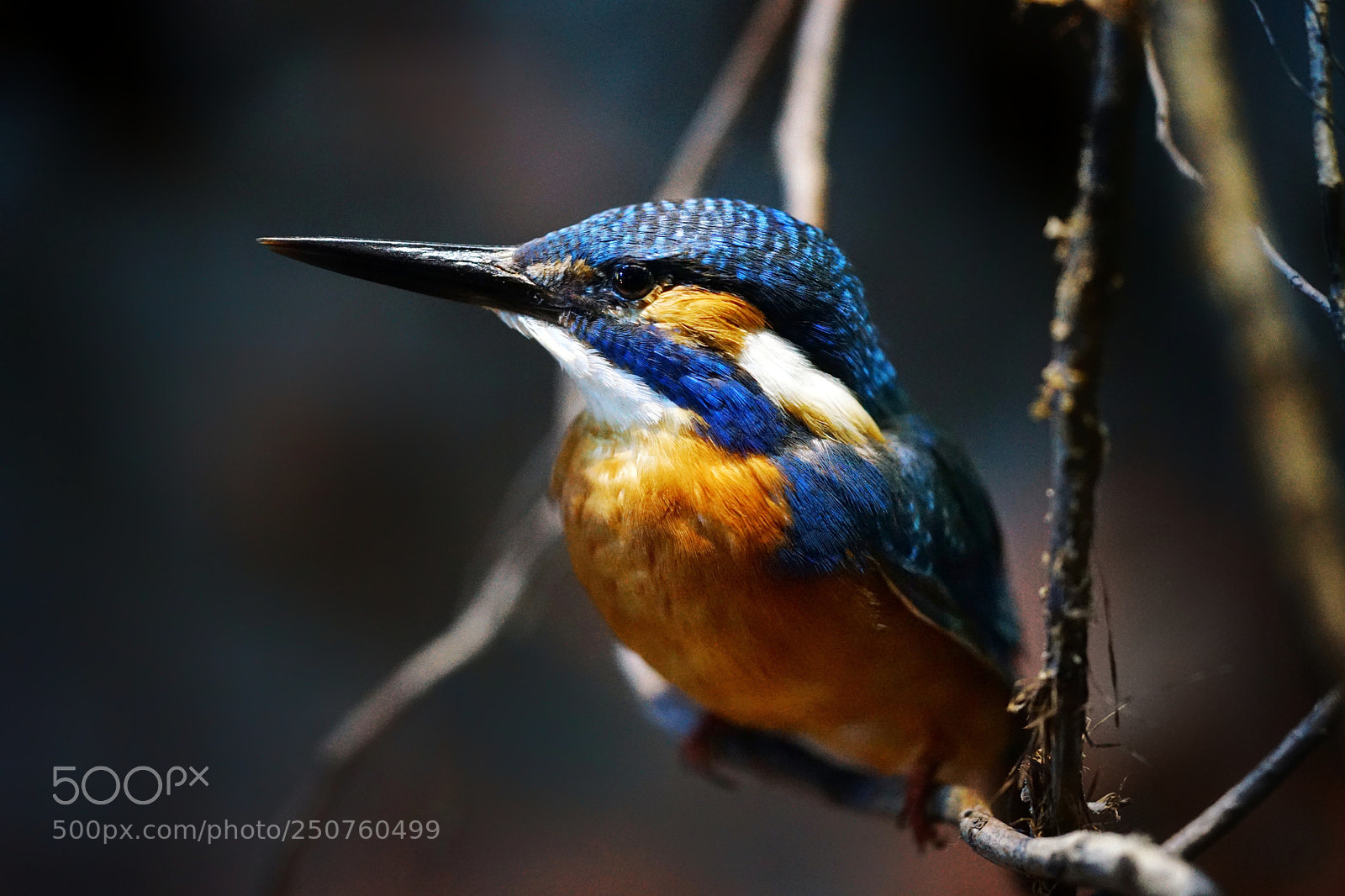 Sony a7 II sample photo. Kingfisher photography
