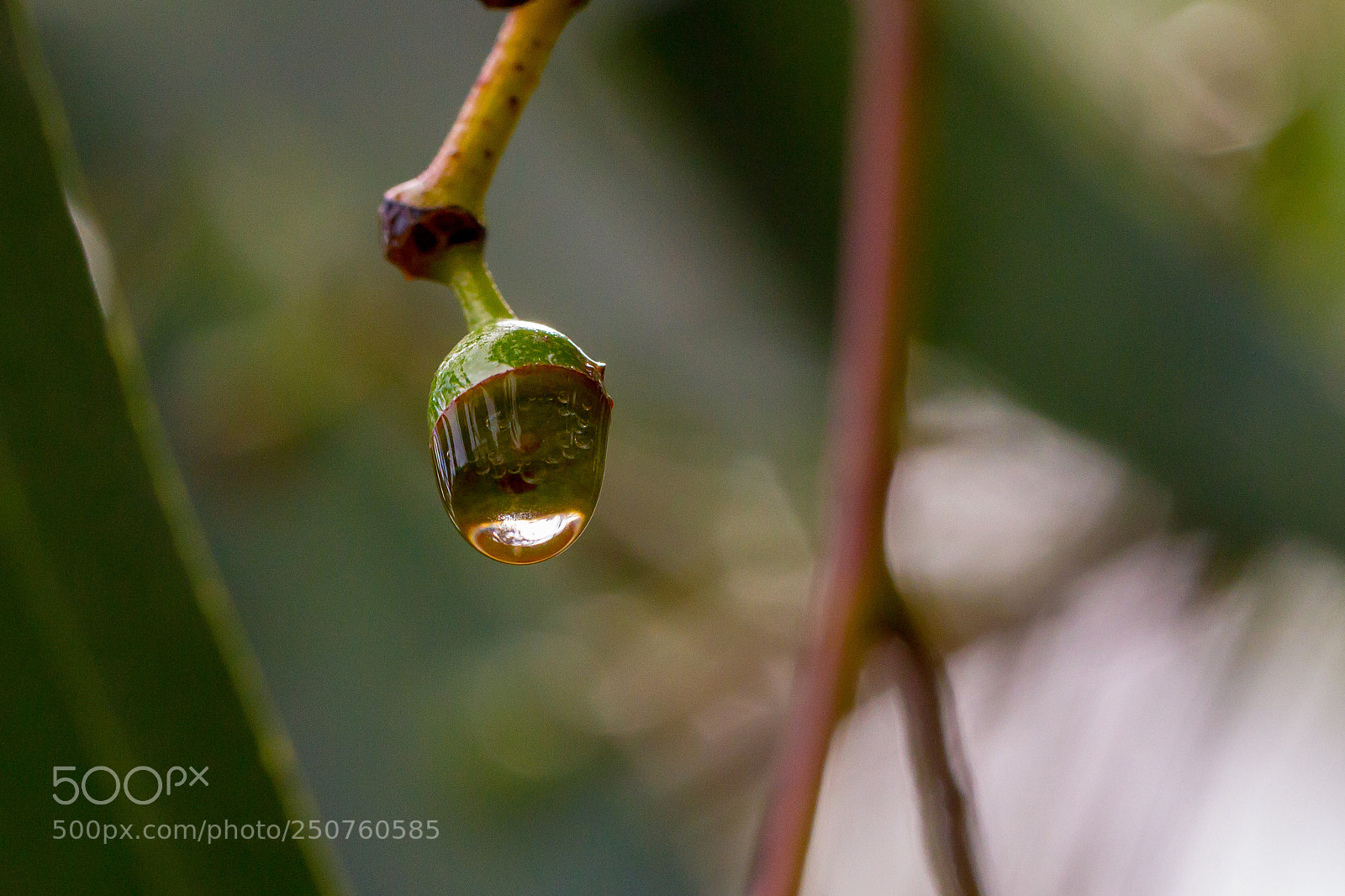 Canon EOS 7D sample photo. Water on gumnut photography