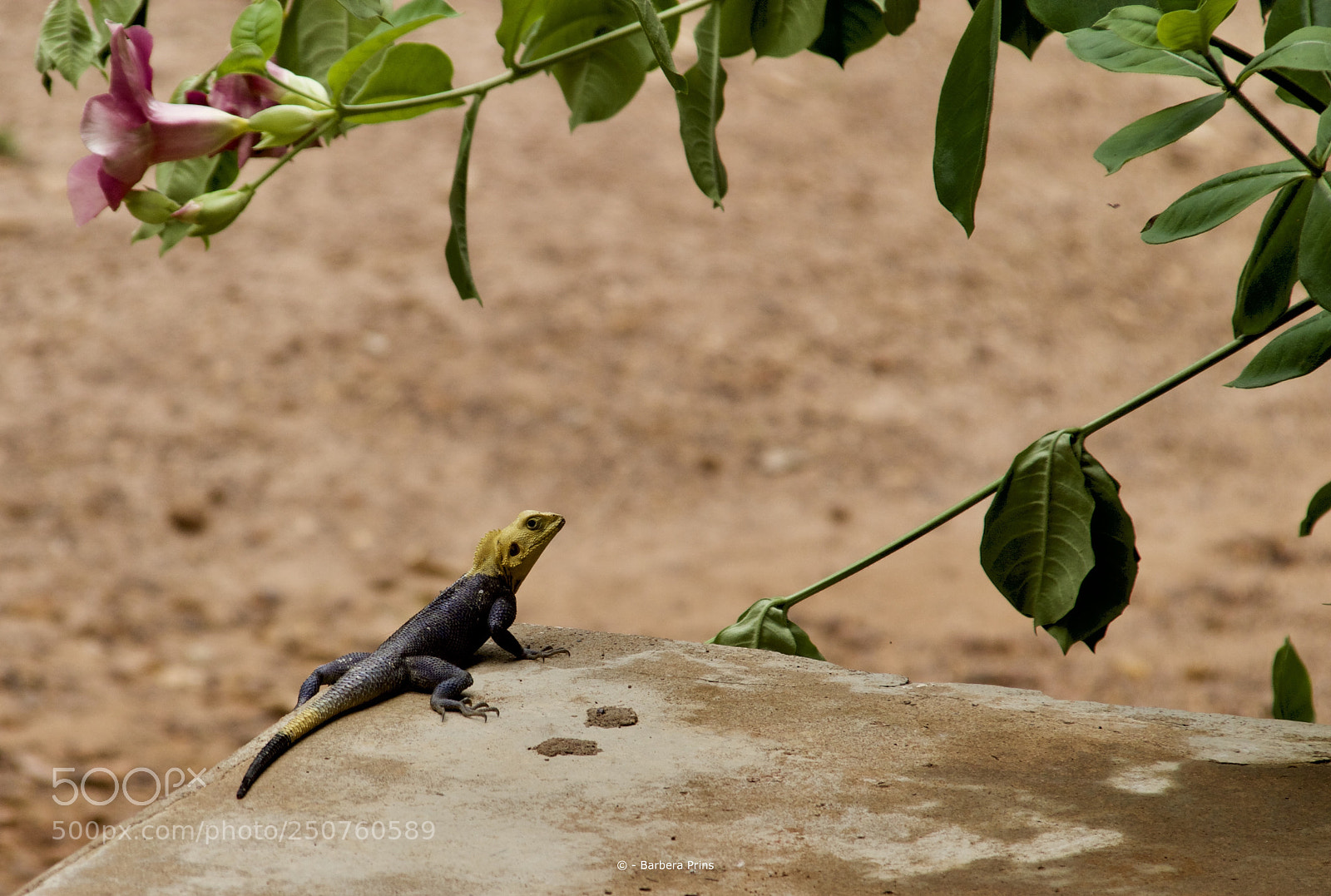 Canon EOS 100D (EOS Rebel SL1 / EOS Kiss X7) sample photo. Lizard - the gambia photography