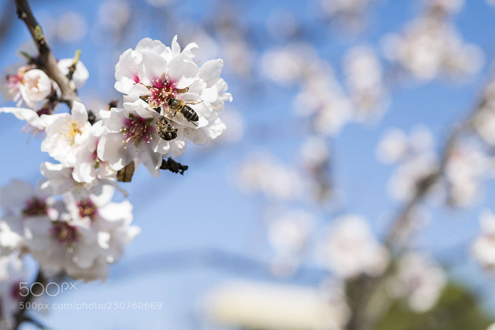 Nikon D5300 sample photo. Almendro photography