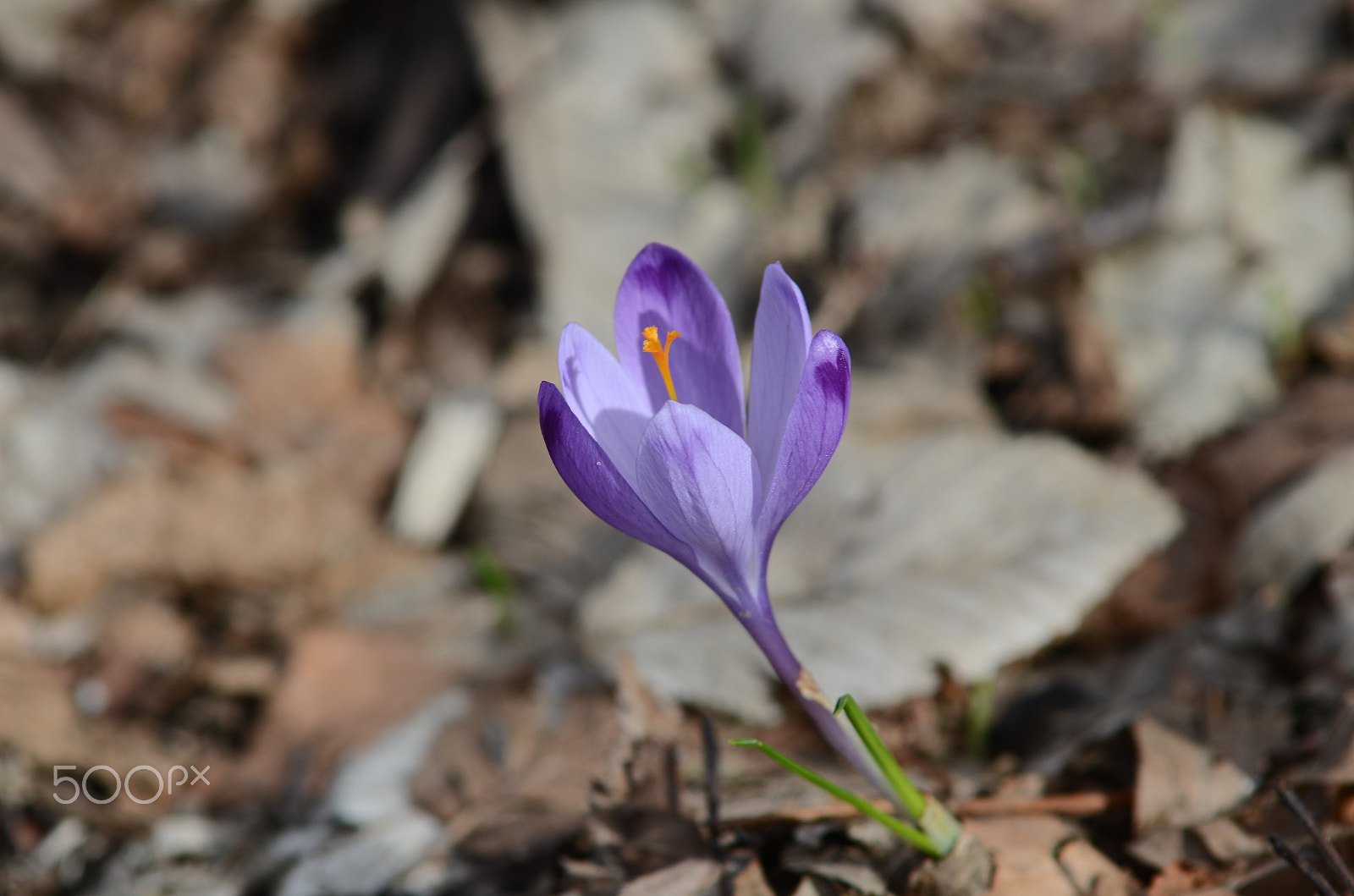 AF Zoom-Nikkor 70-210mm f/4 sample photo. Flower photography