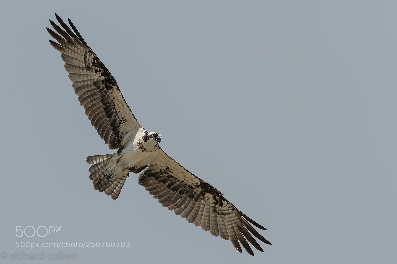 Nikon D850 sample photo. Osprey on the prowl... photography