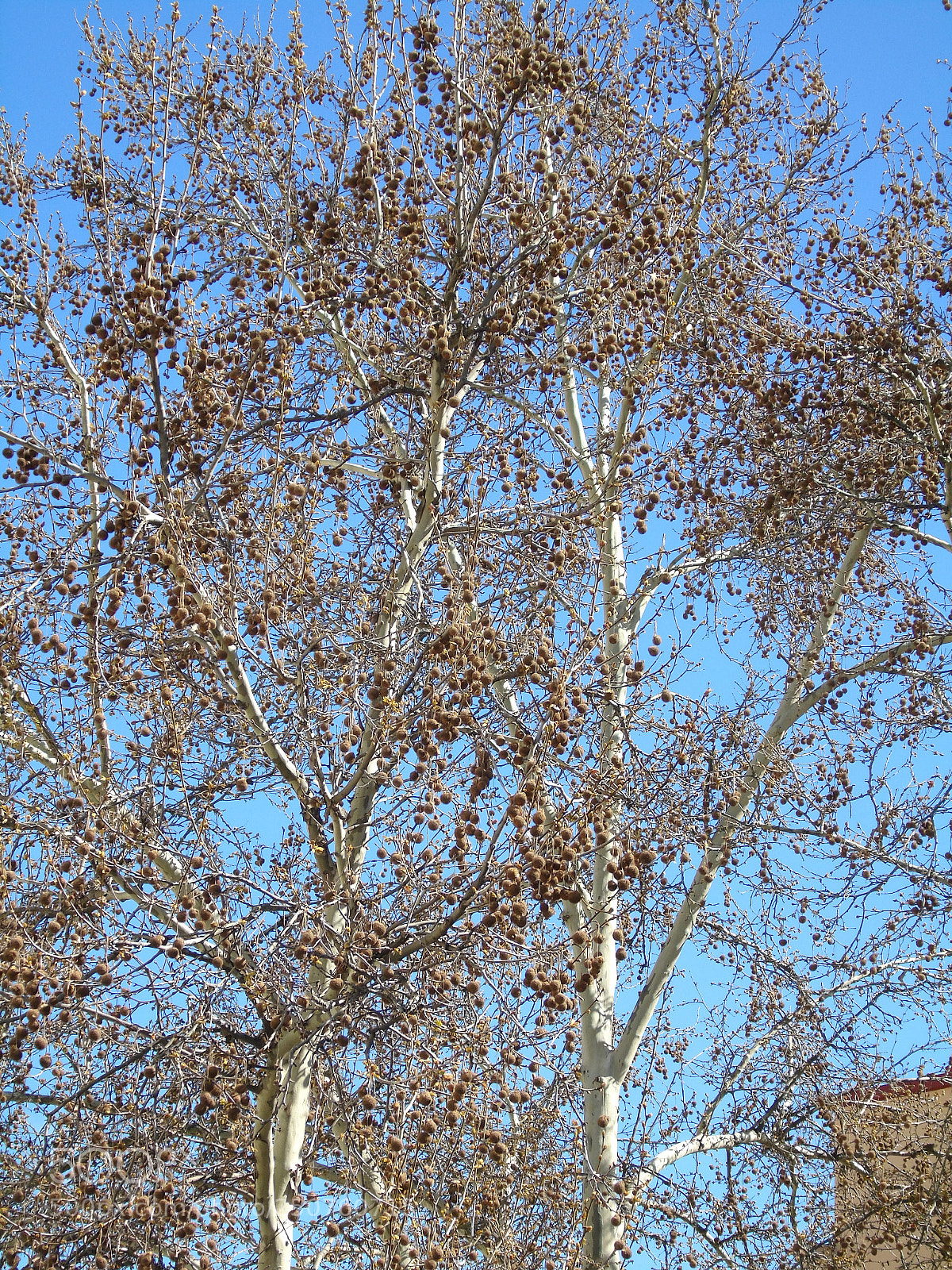 Sony Cyber-shot DSC-H400 sample photo. Árbol photography