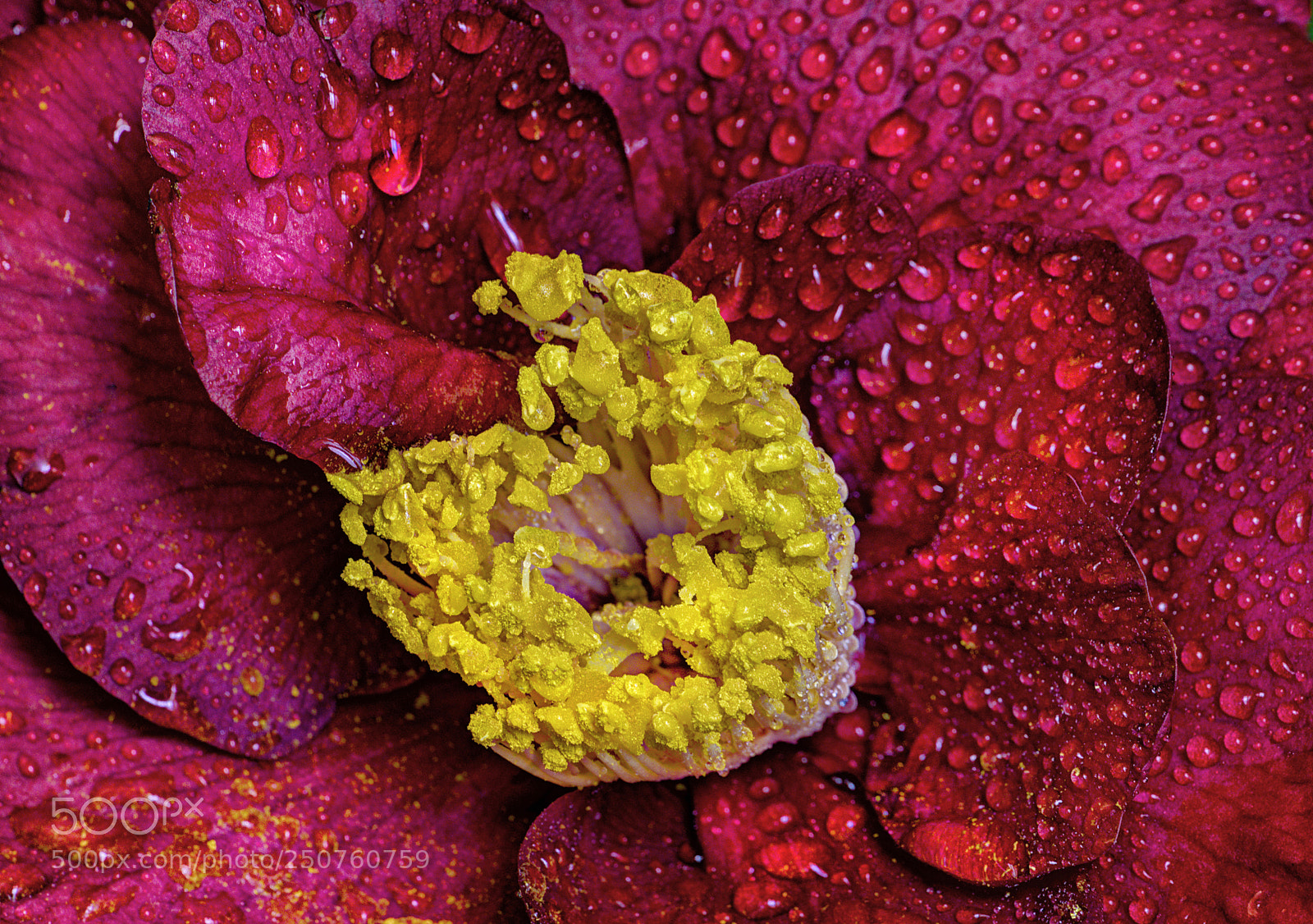 Nikon D7000 sample photo. Camelia photography