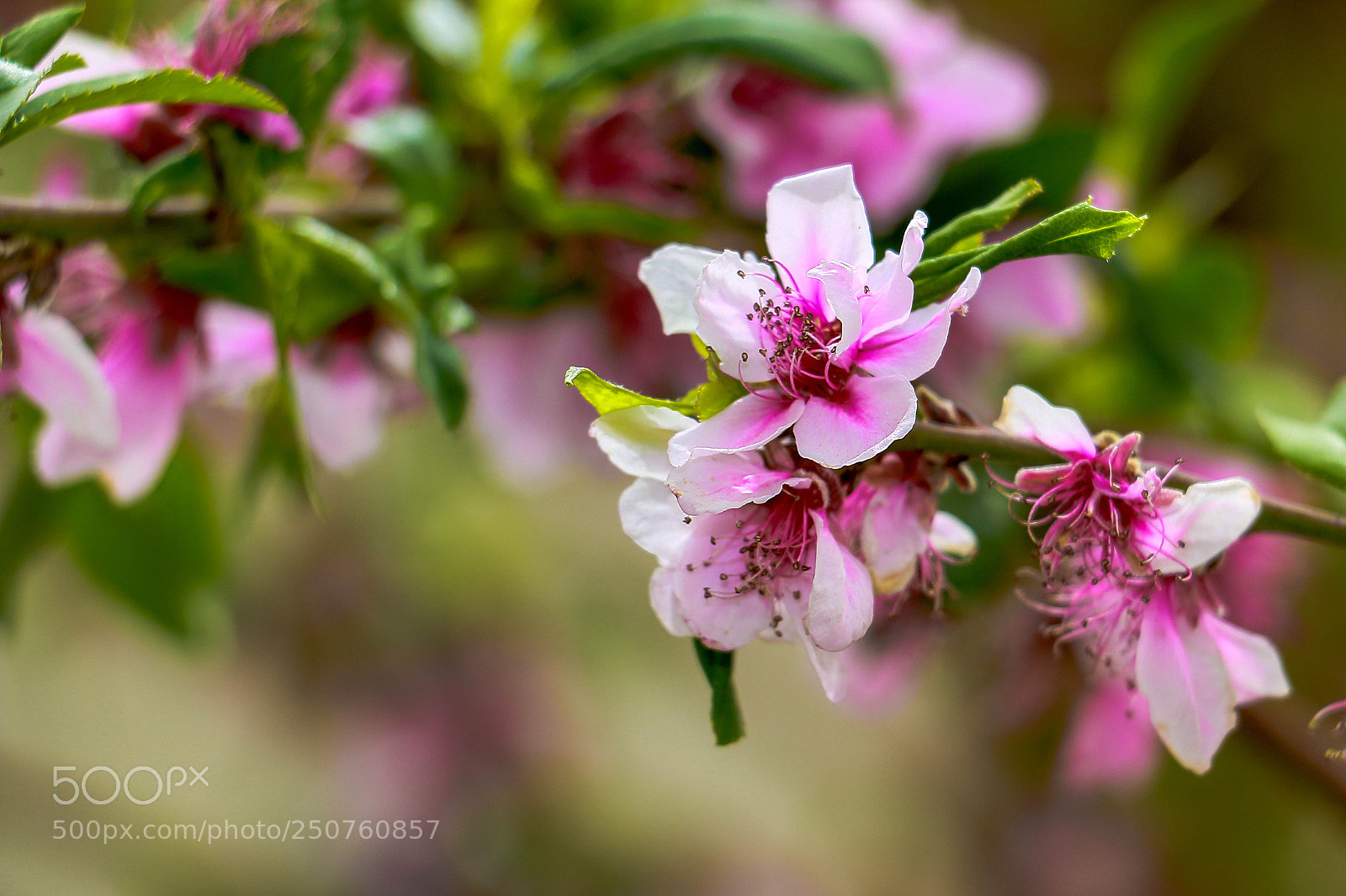 Canon EOS 70D sample photo. Spring blossom photography