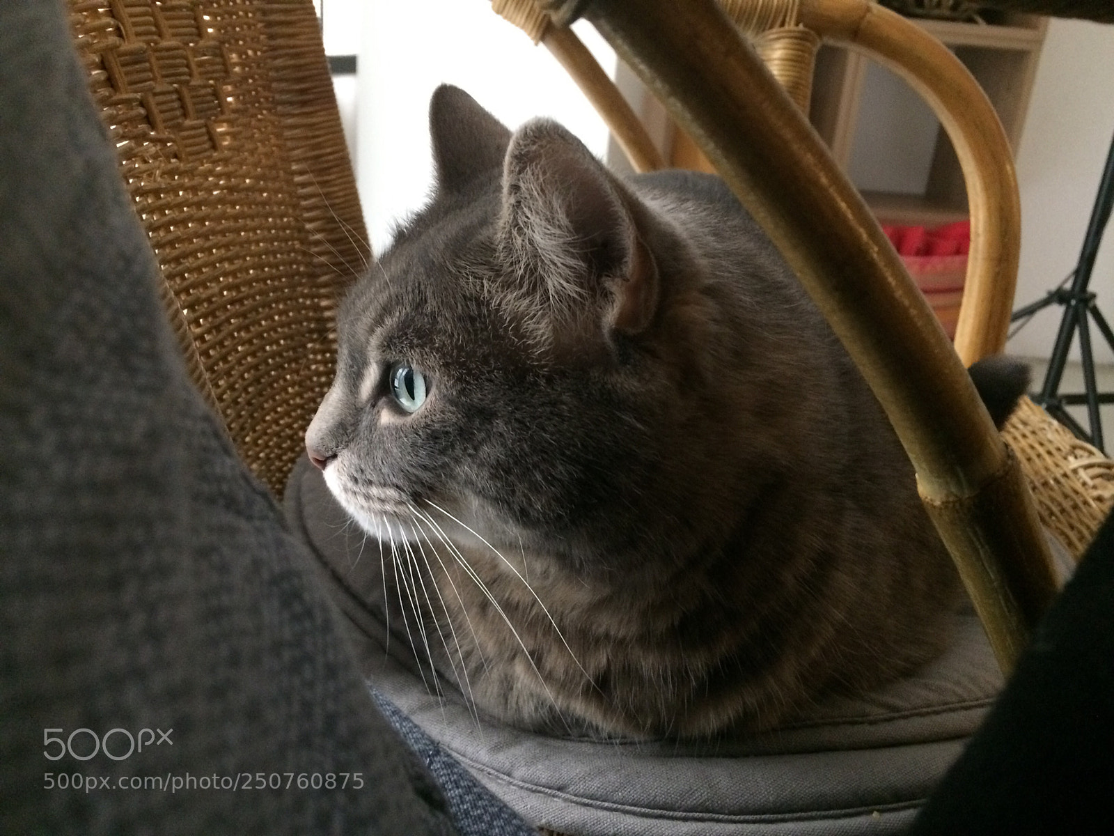 Apple iPhone 5s sample photo. A cat’s life photography