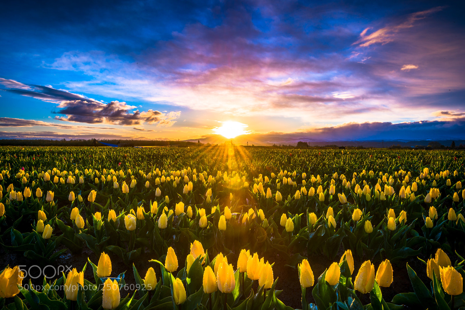 Nikon D810 sample photo. Sunrise with a side photography