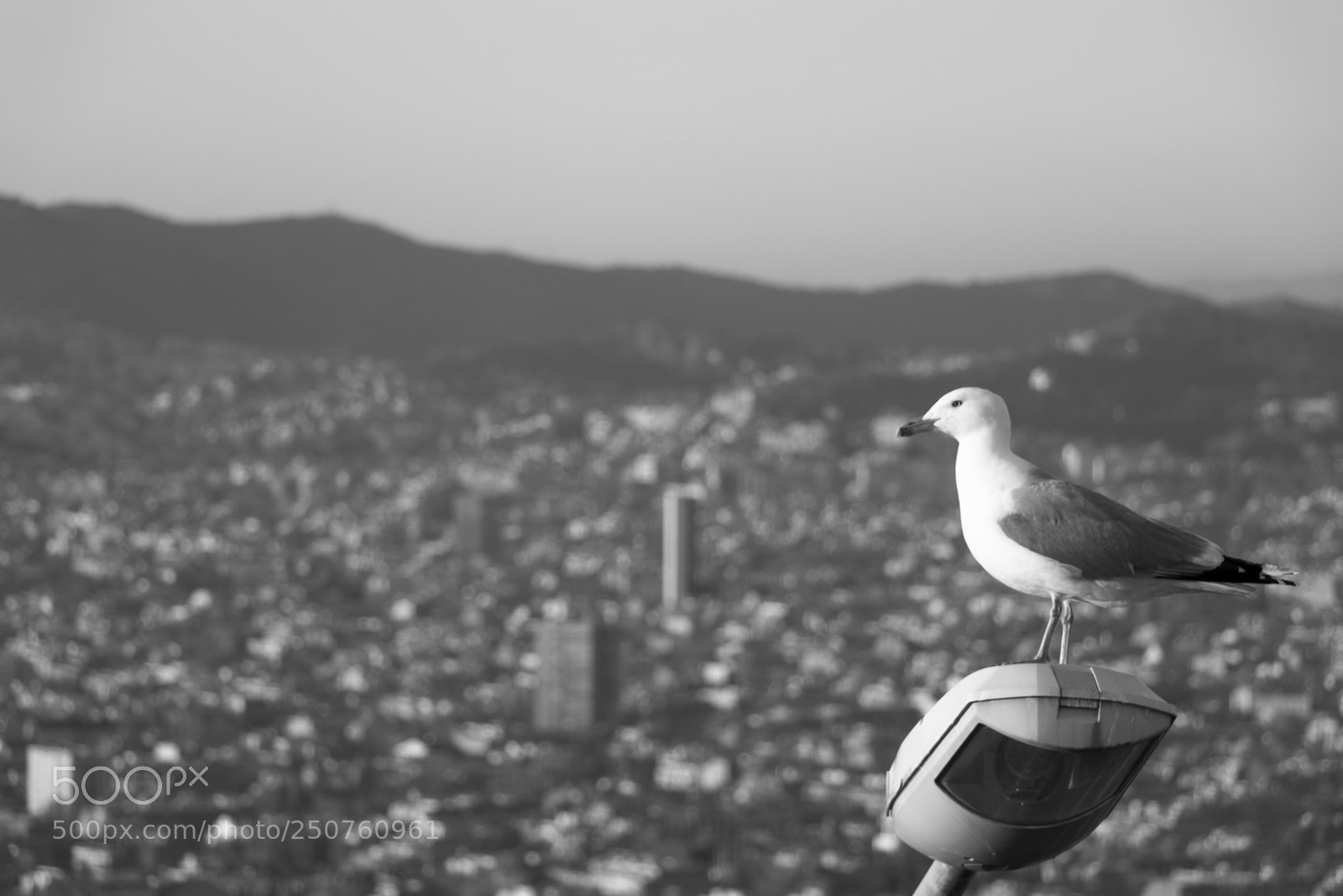 Canon EOS 80D sample photo. Bird watching barcelona b photography