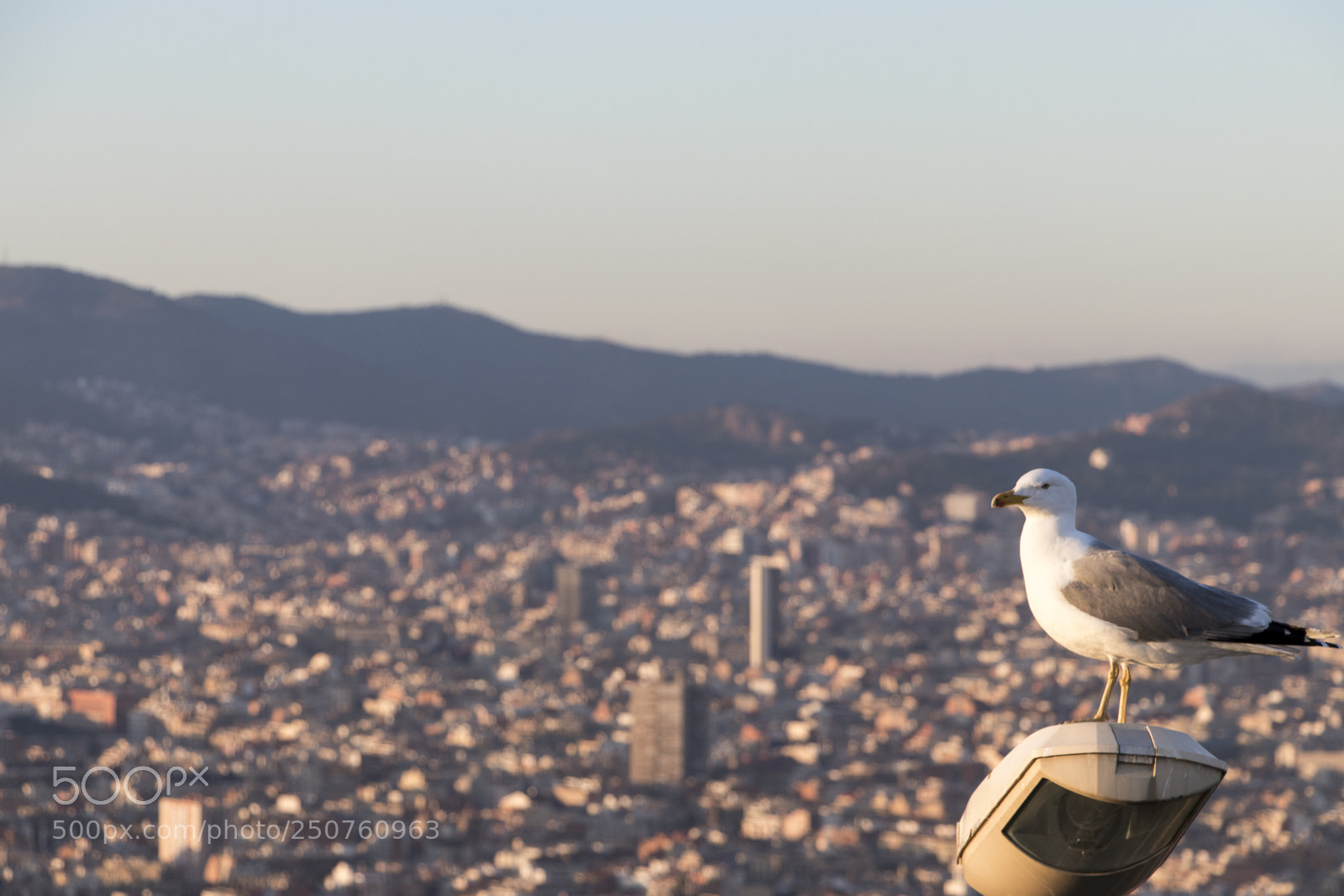Canon EOS 80D sample photo. Bird watching over barcelona photography