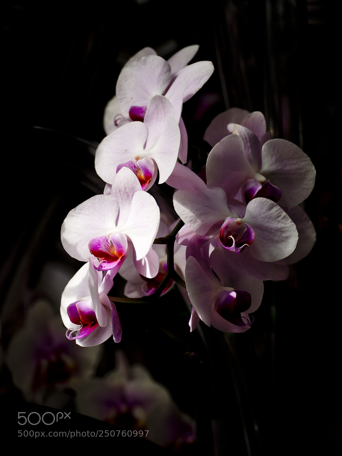 Olympus OM-D E-M1 sample photo. Nybg orchid show 2018 photography