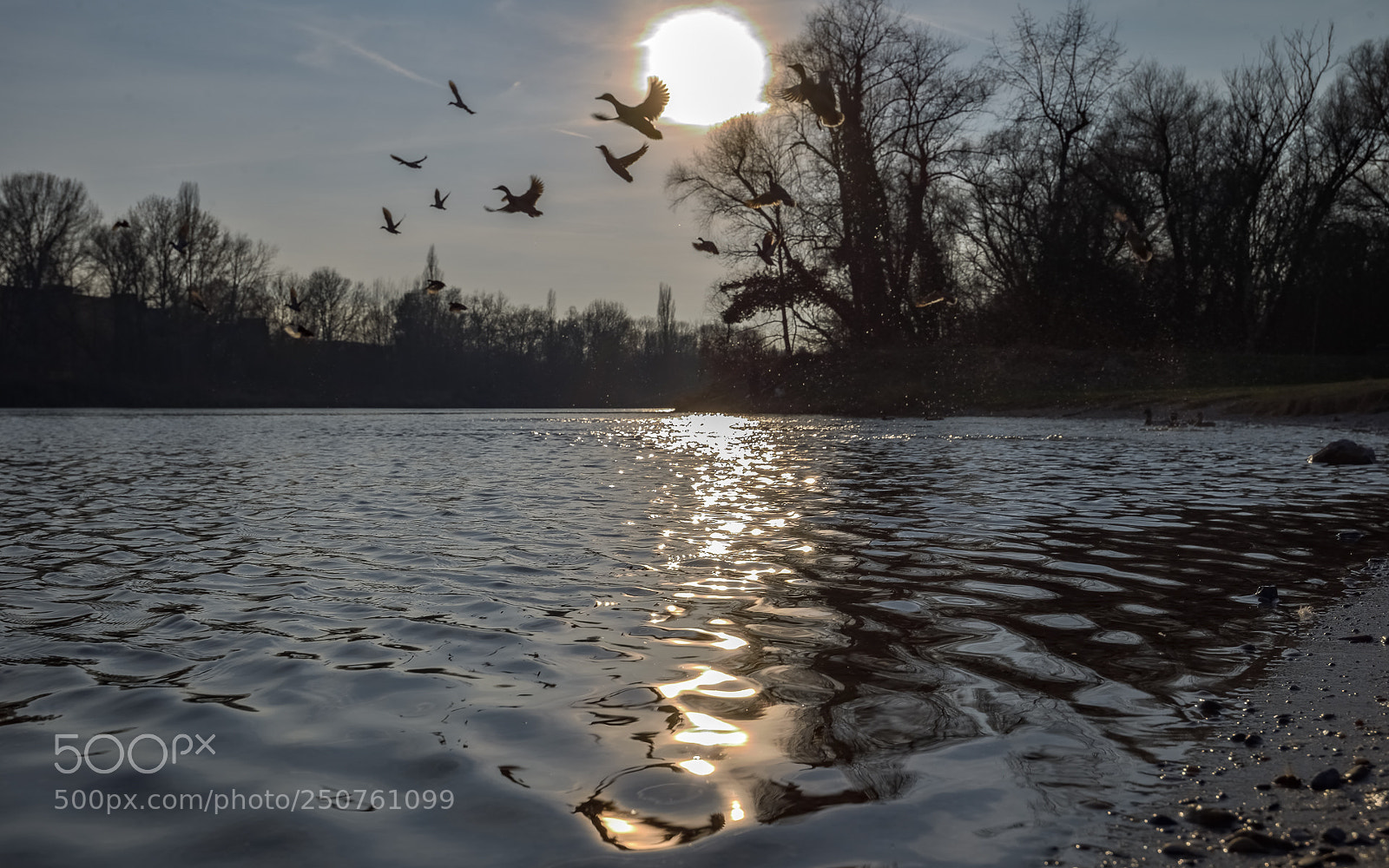 Nikon D800 sample photo. Danubian ducks photography