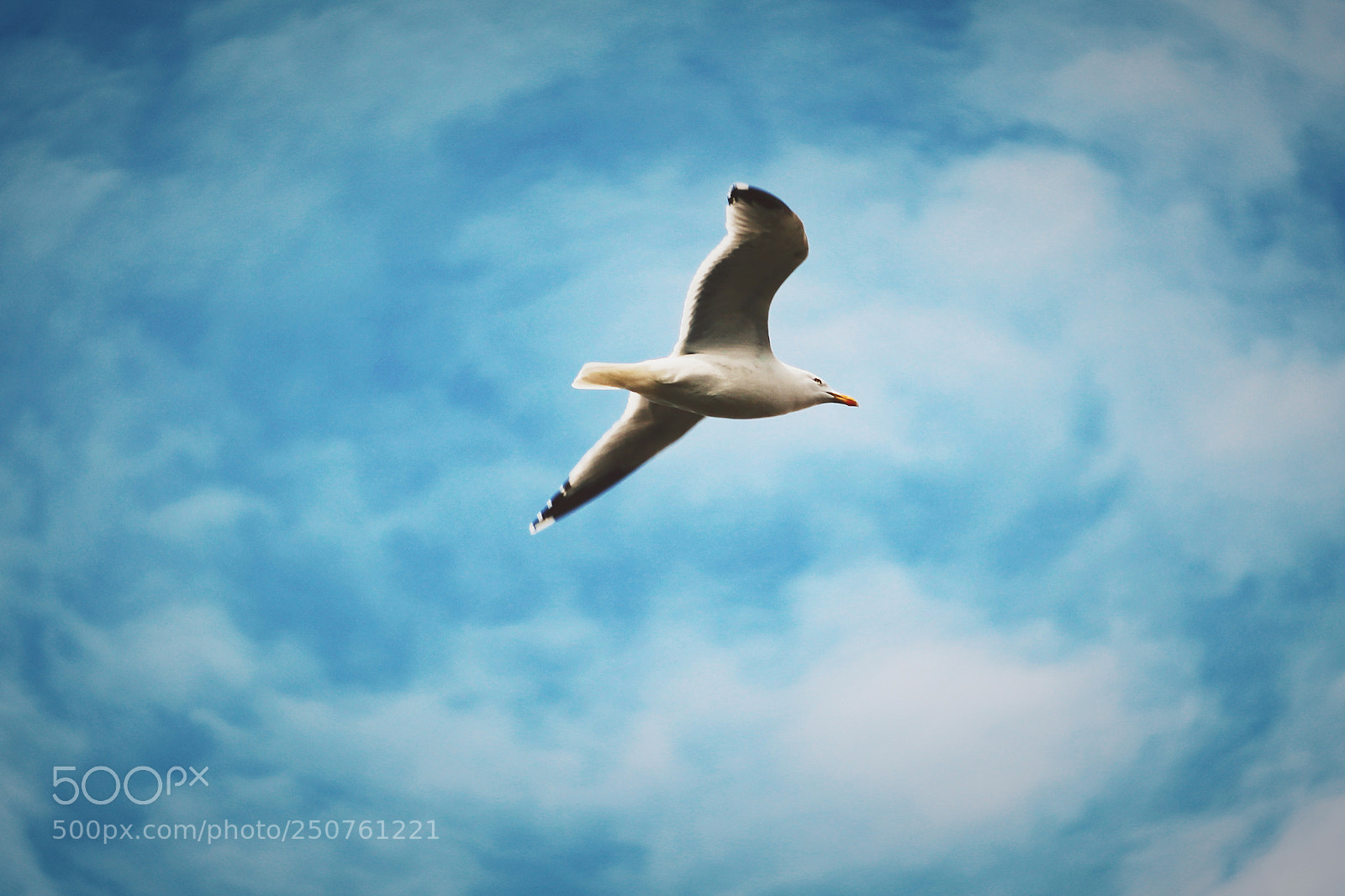 Canon EOS 700D (EOS Rebel T5i / EOS Kiss X7i) sample photo. Southport seagull photography