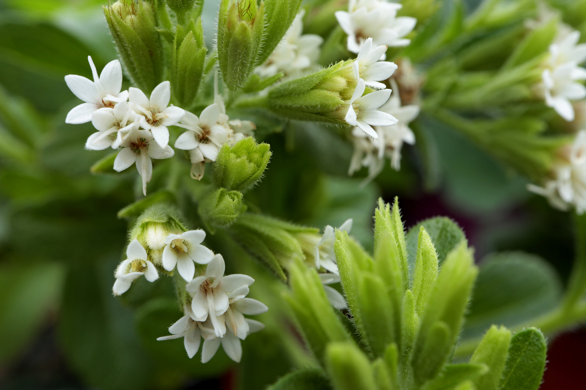 Canon EOS M5 + Canon EF-M 28mm F3.5 Macro IS STM sample photo. Stevia photography