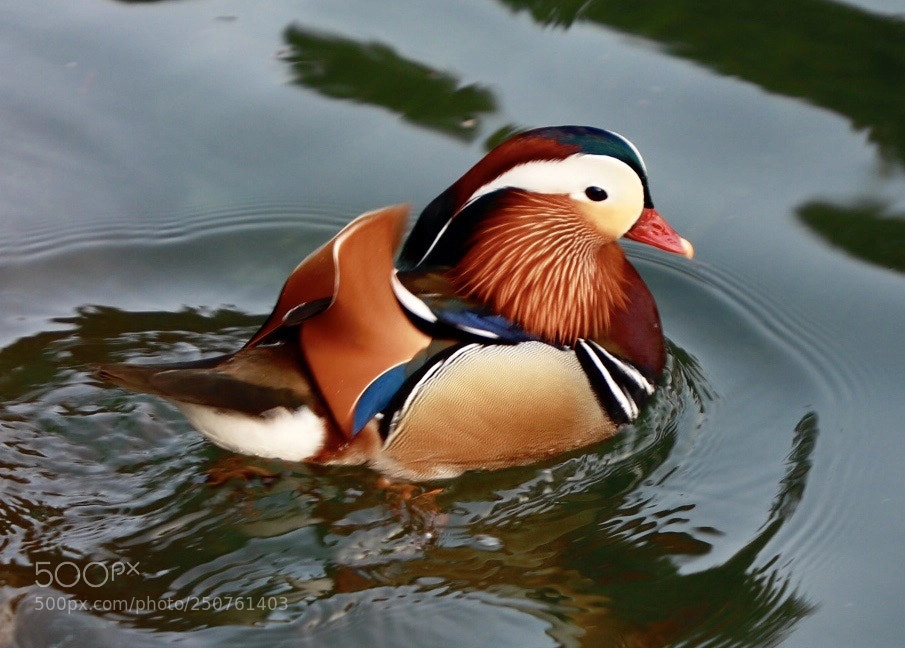 Canon EOS 6D Mark II sample photo. Pretty duck photography