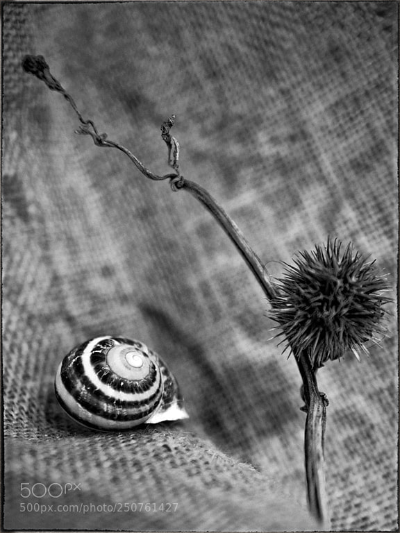 Nikon D7100 sample photo. Still life2 photography