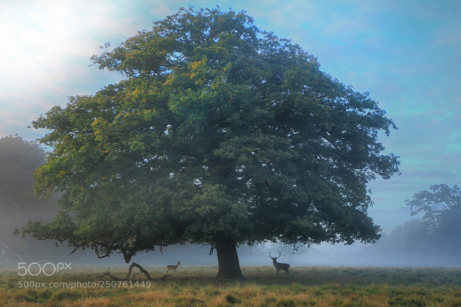 Canon EOS 70D sample photo. Misty deers photography